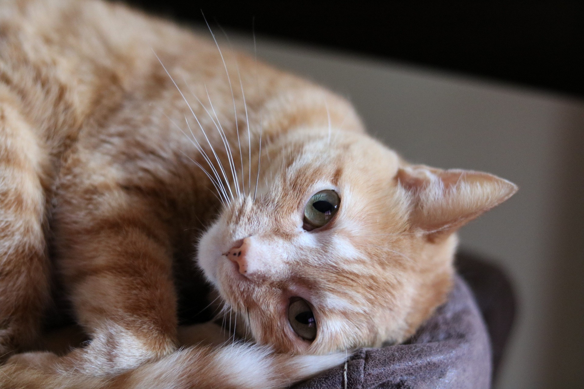 cats, animals, green eyes, cat eyes, whiskers, HD Wallpaper