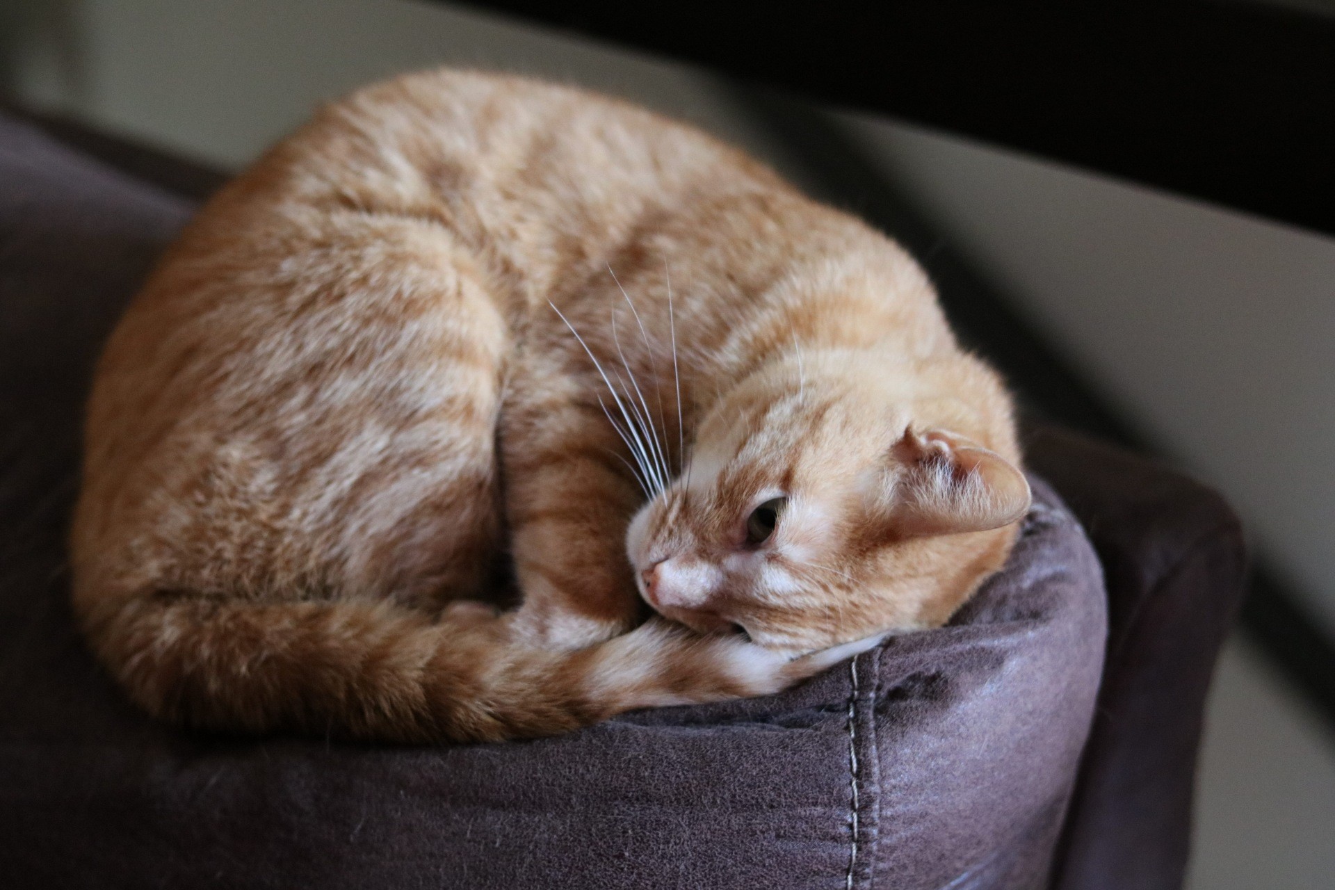 cats, animals, feline, fetal position, HD Wallpaper