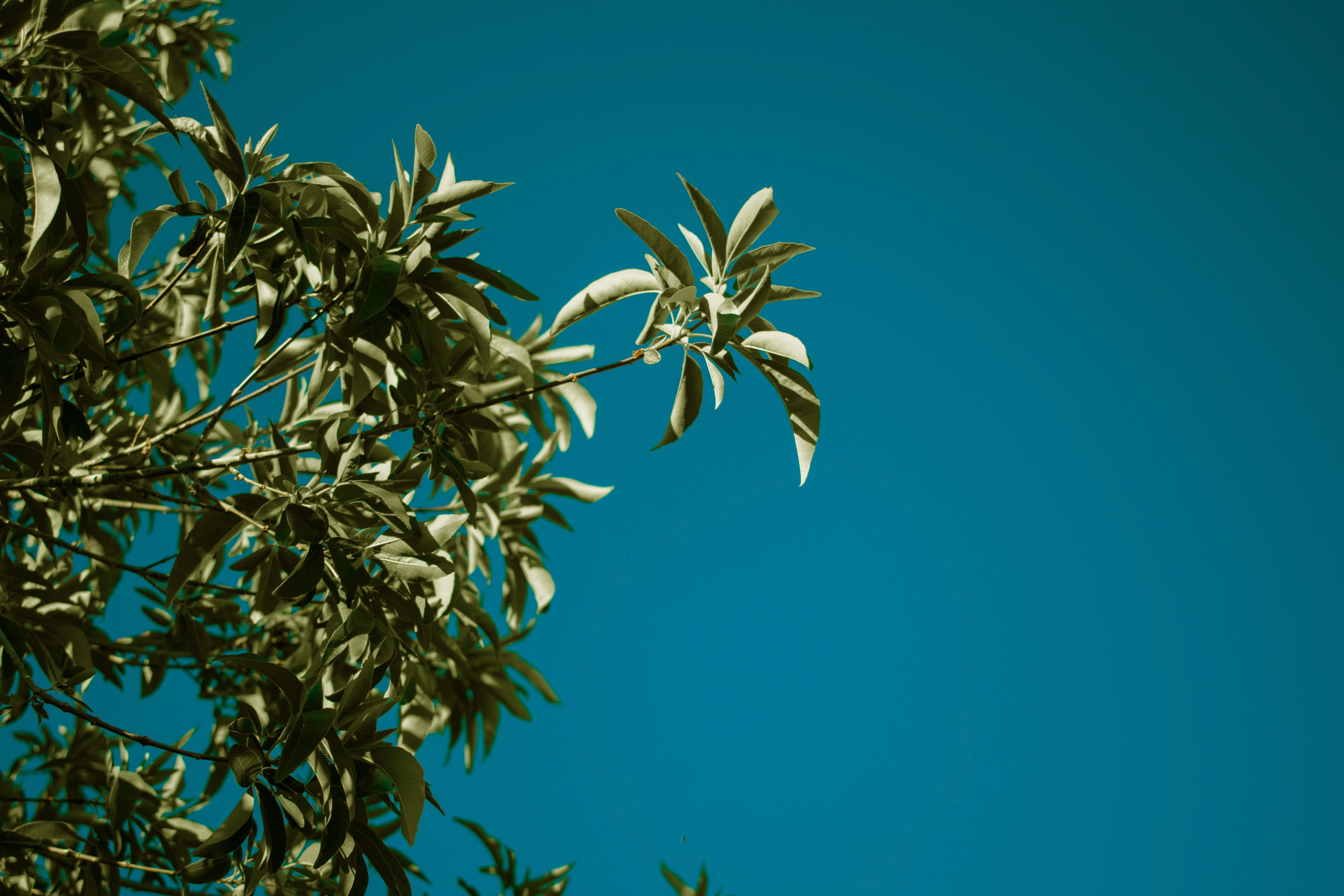 leaves, blue, sky, plants, nature, HD Wallpaper