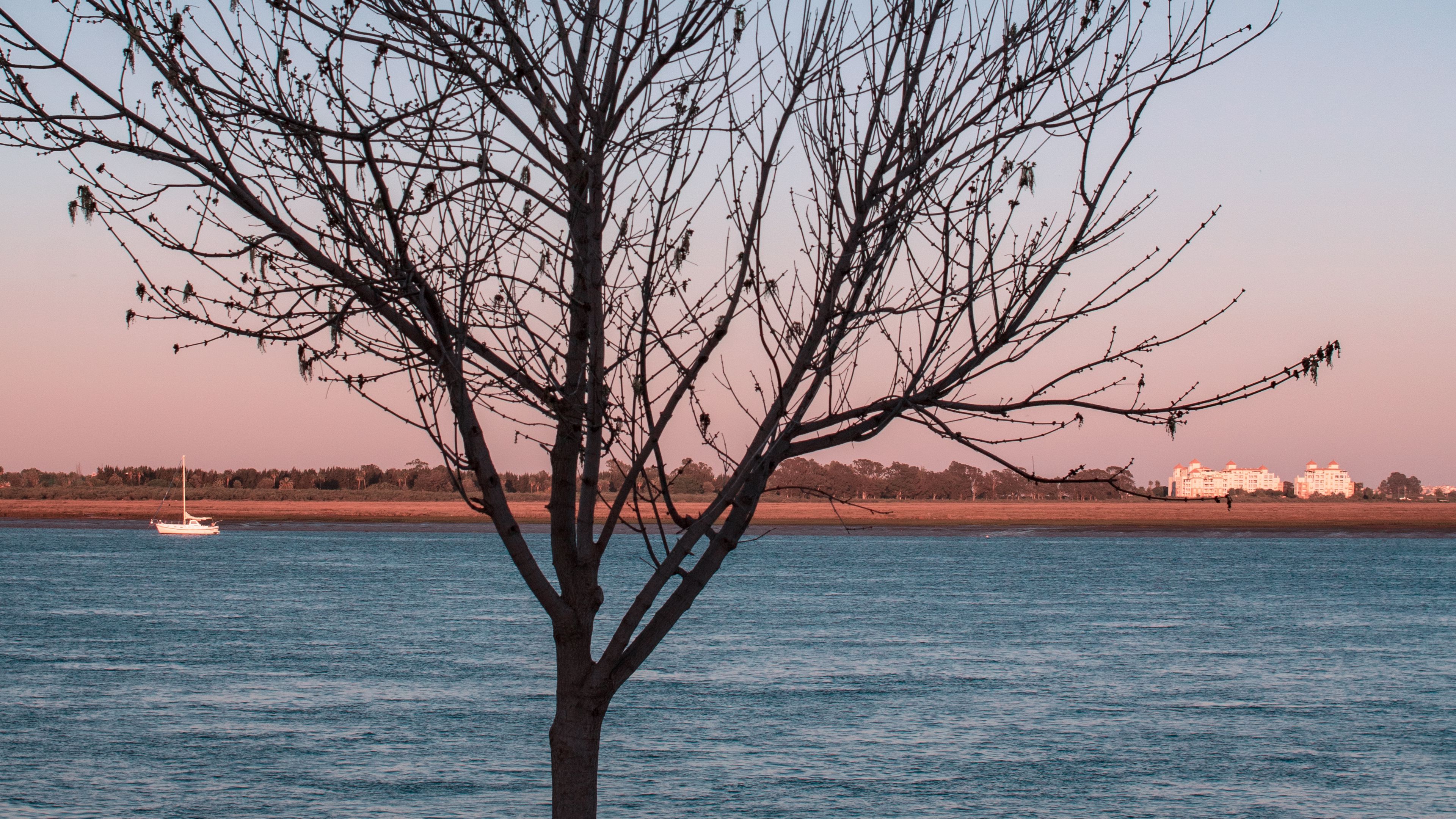 tree, river, moon, coast, landscape, 4k, HD Wallpaper