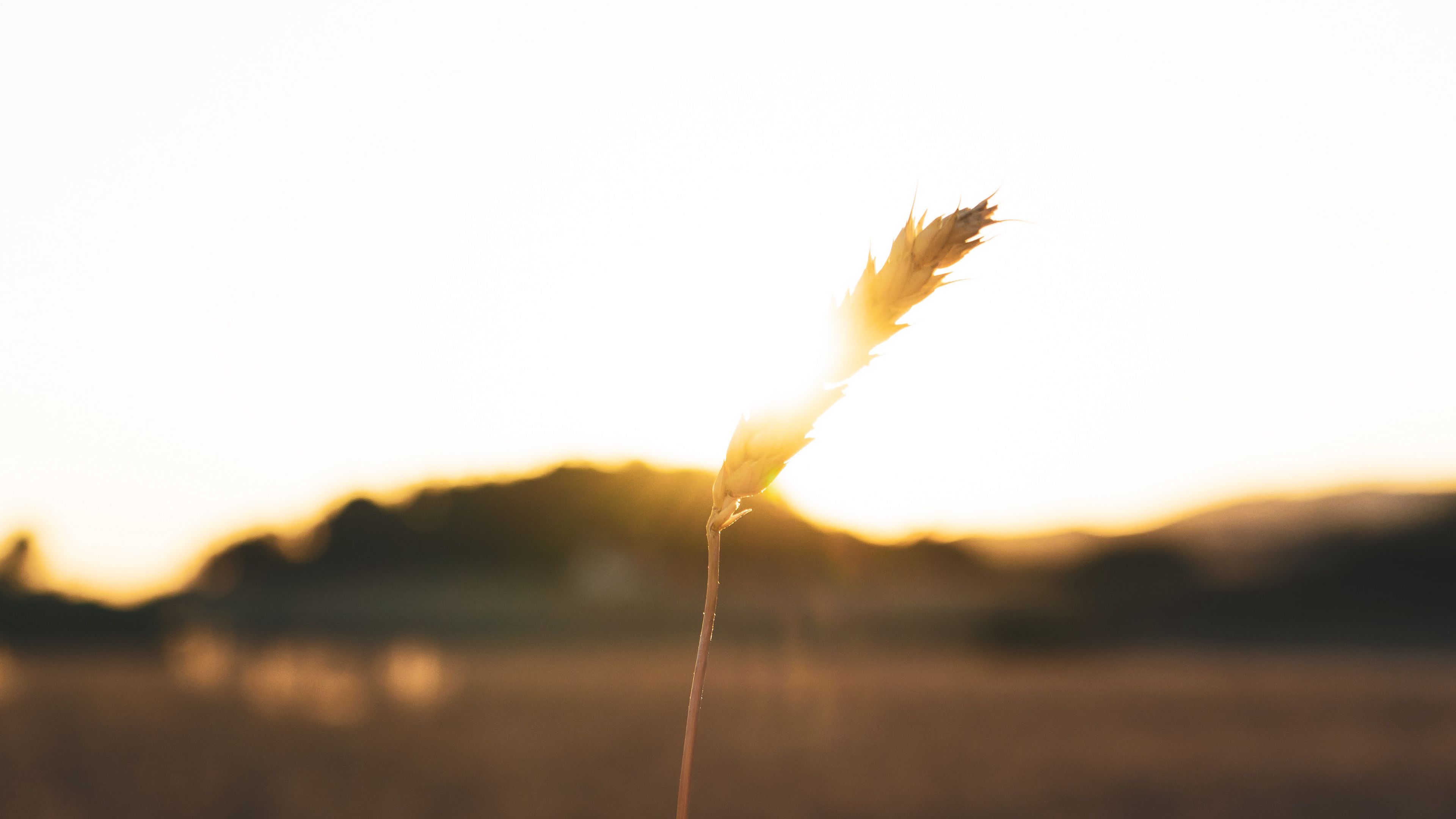 spikelet, hand, sun, sunlight, bright, 4k, HD Wallpaper