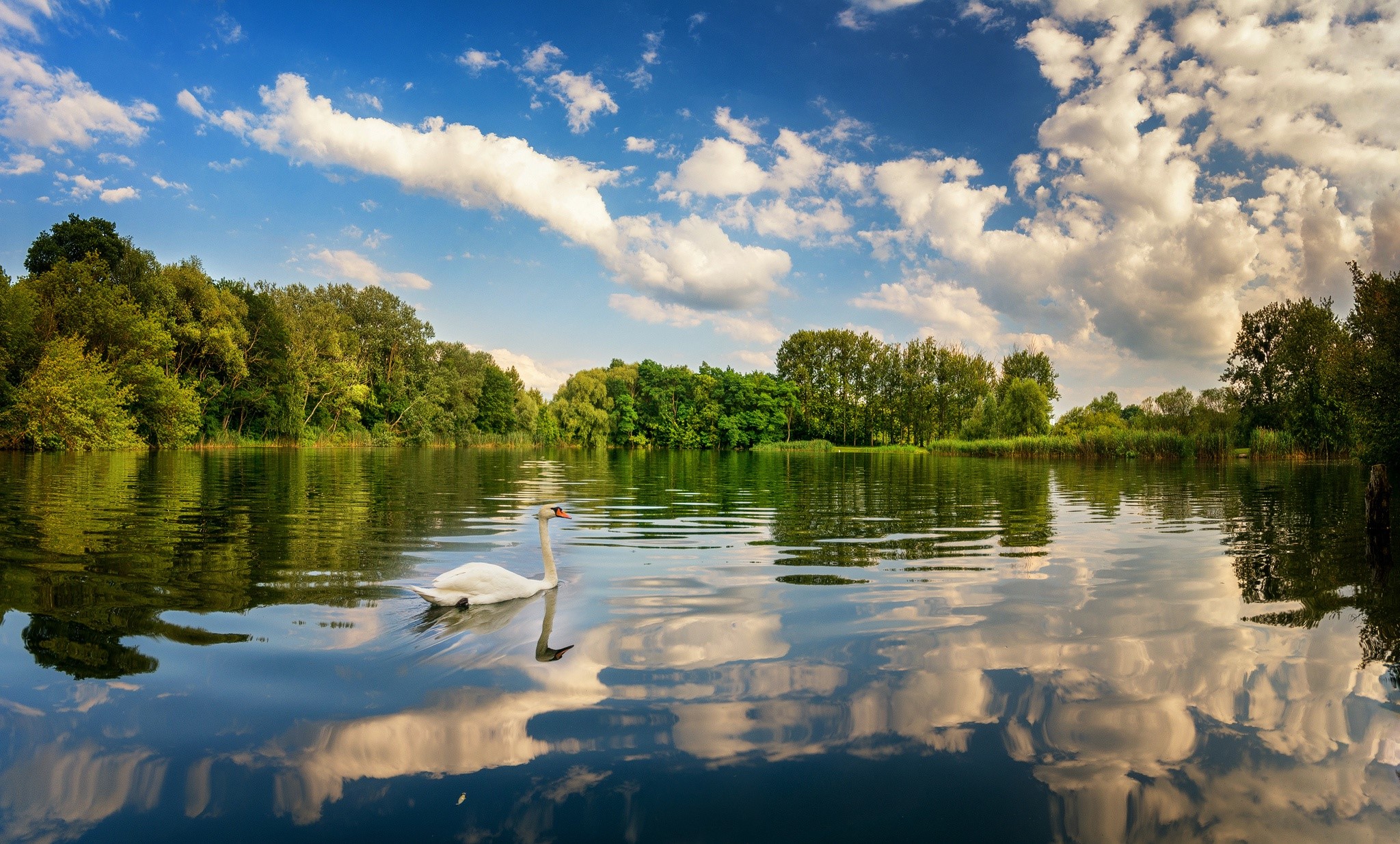 water, birds, blue, sky, nature, lake, swan, HD Wallpaper