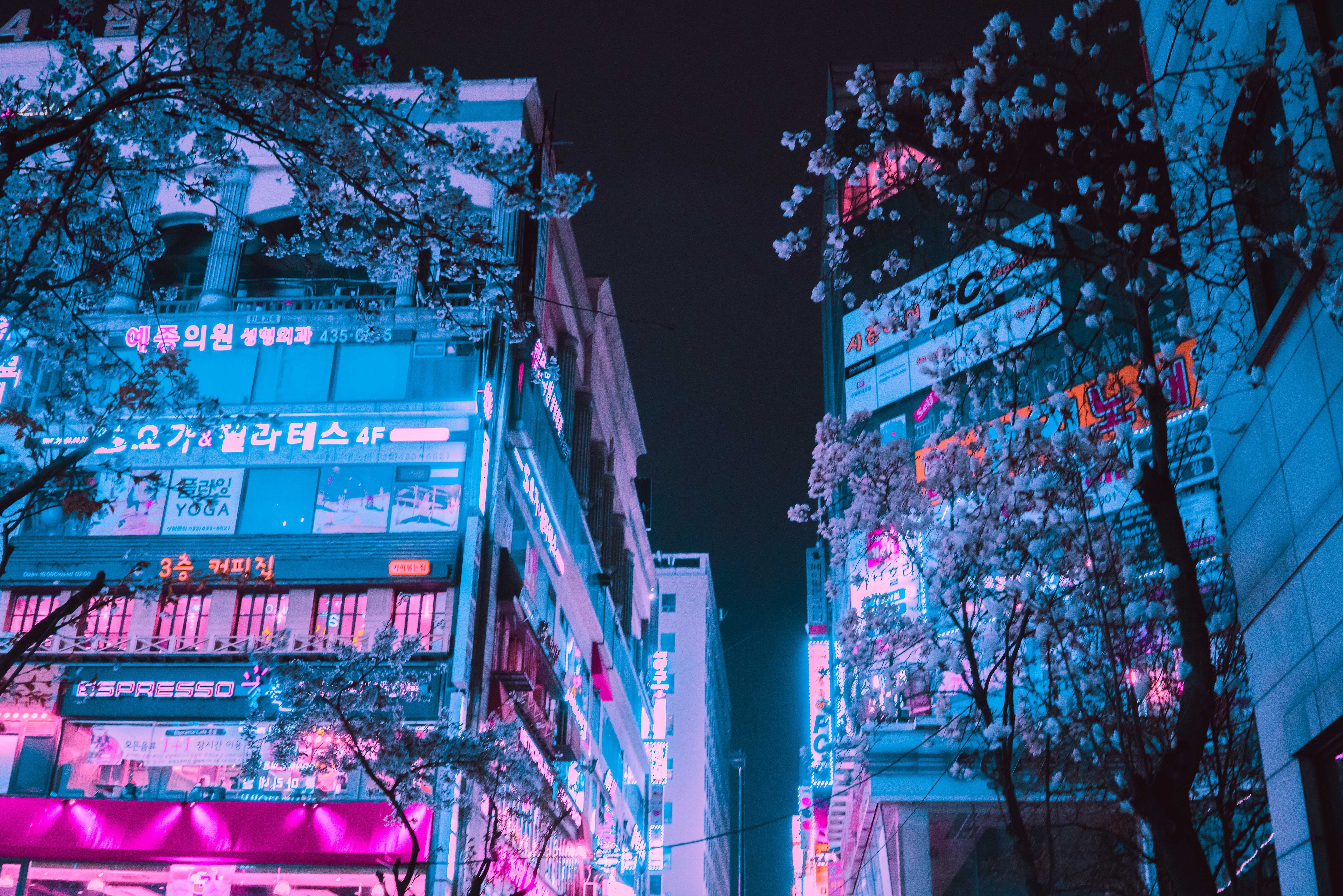 neon, photo, building exterior, vaporwave, built structure, tree, illuminated, building, cyberpunk, growth, neonwave, night, architecture, blossom, plant, HD Wallpaper