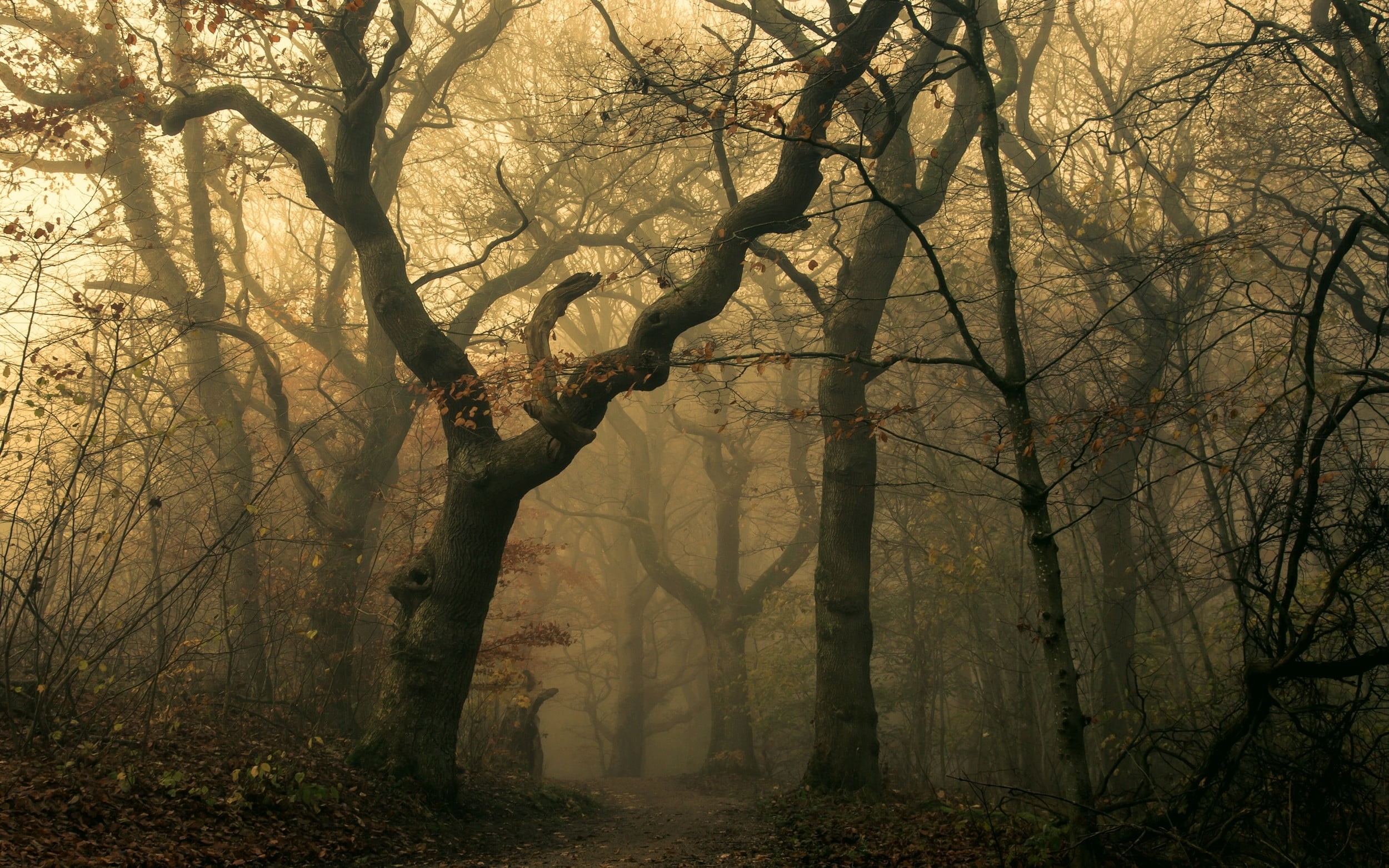 environment, nature, light - Natural Phenomenon, leaf, branch, dark, bare tree, mist, mystery, covered, fog, path, fantasy, trees, back Lit, sunbeam, sun, HD Wallpaper