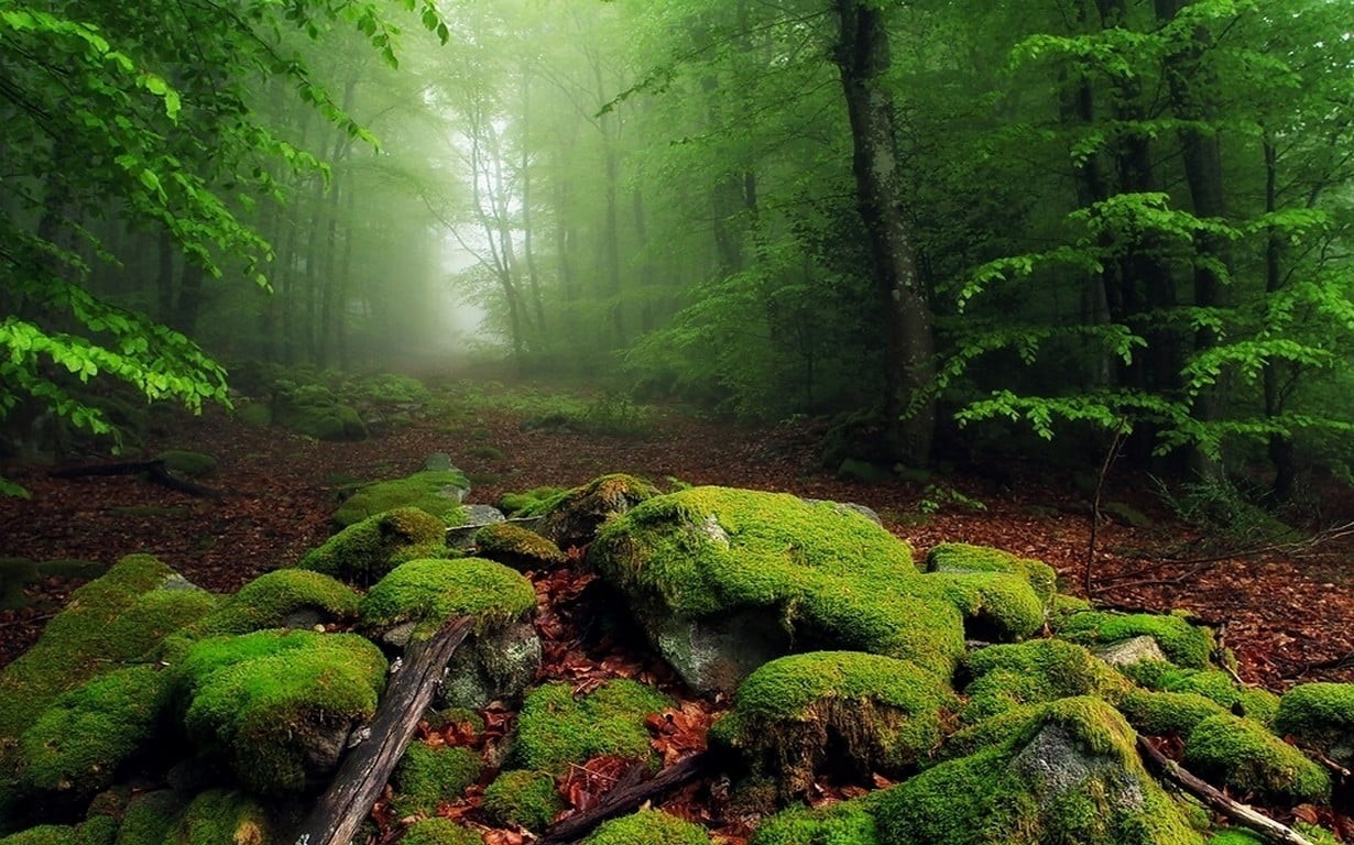 fog, path, leaf, non-Urban Scene, fern, footpath, plant, sunbeam, sunlight, trees, wilderness Area, freshness, nature, season, rain, summer, leaves, tree, HD Wallpaper