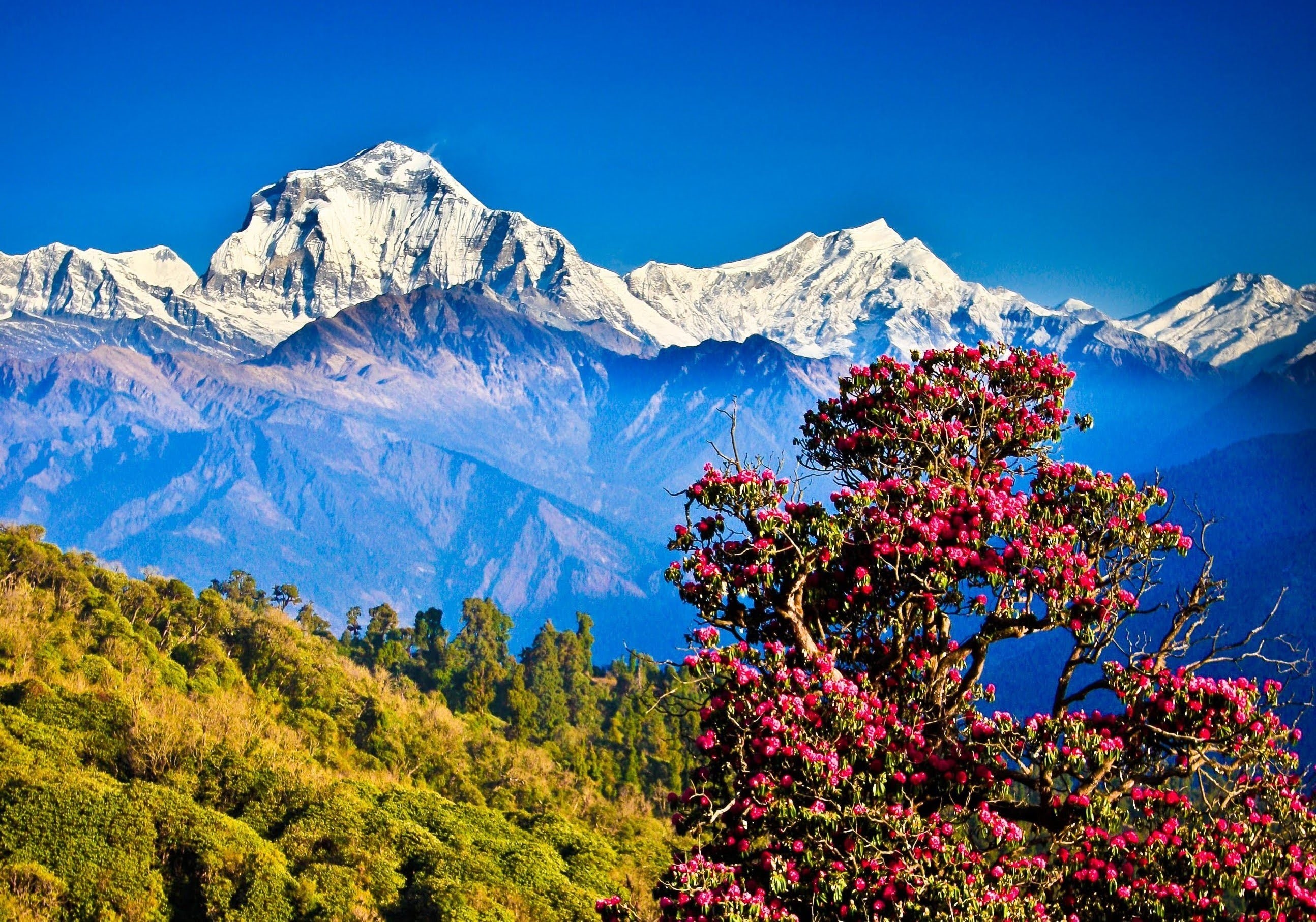 hills, Nepal, 2K, nature, clear sky, mountains, trees, Himalayas, landscape, HD Wallpaper