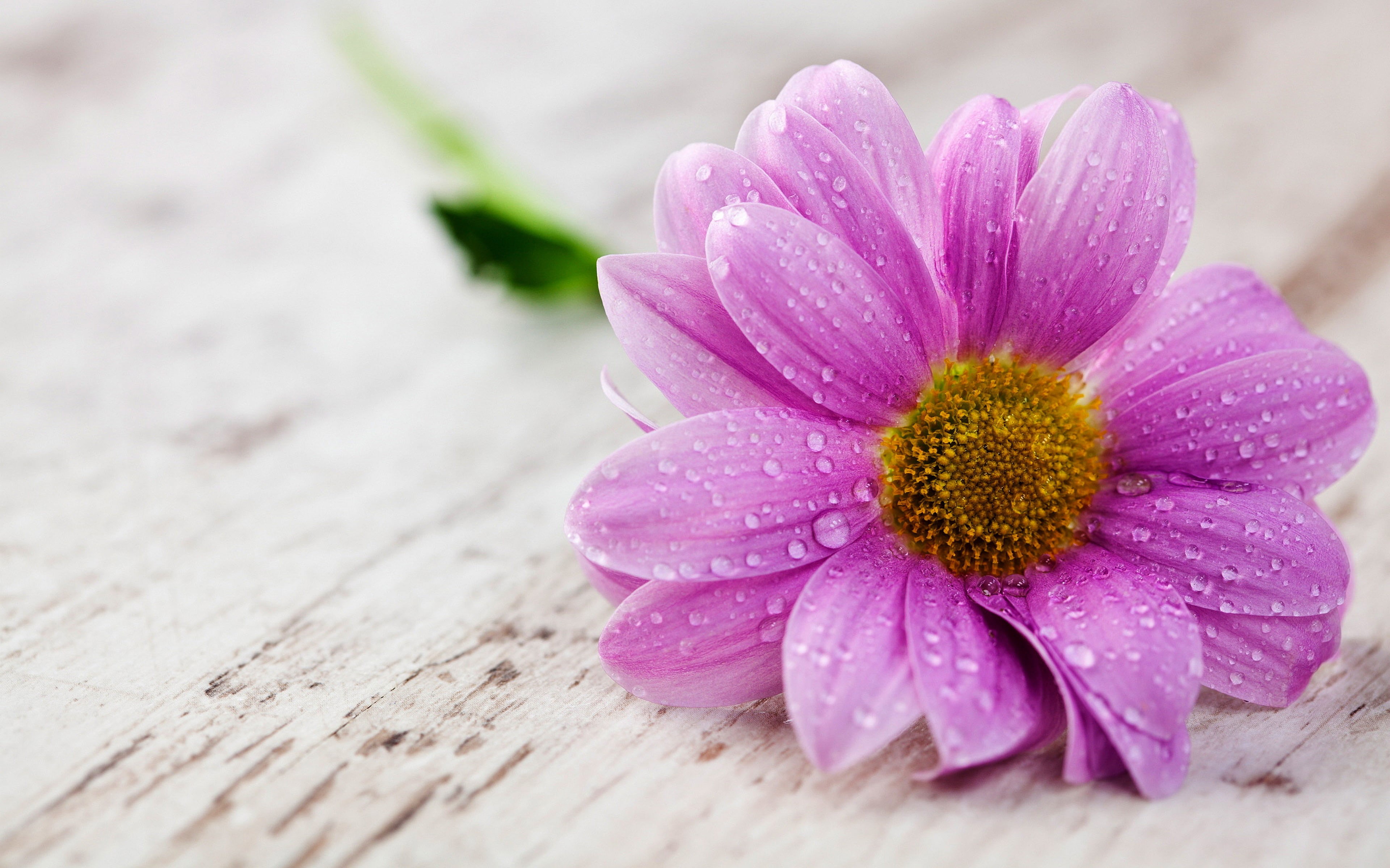 flowering plant, plant, vulnerability, 4K, flower, no people, drops, purity, pollen, pink, petal, beauty in nature, outdoors, mobile, freshness, tablets, HD Wallpaper