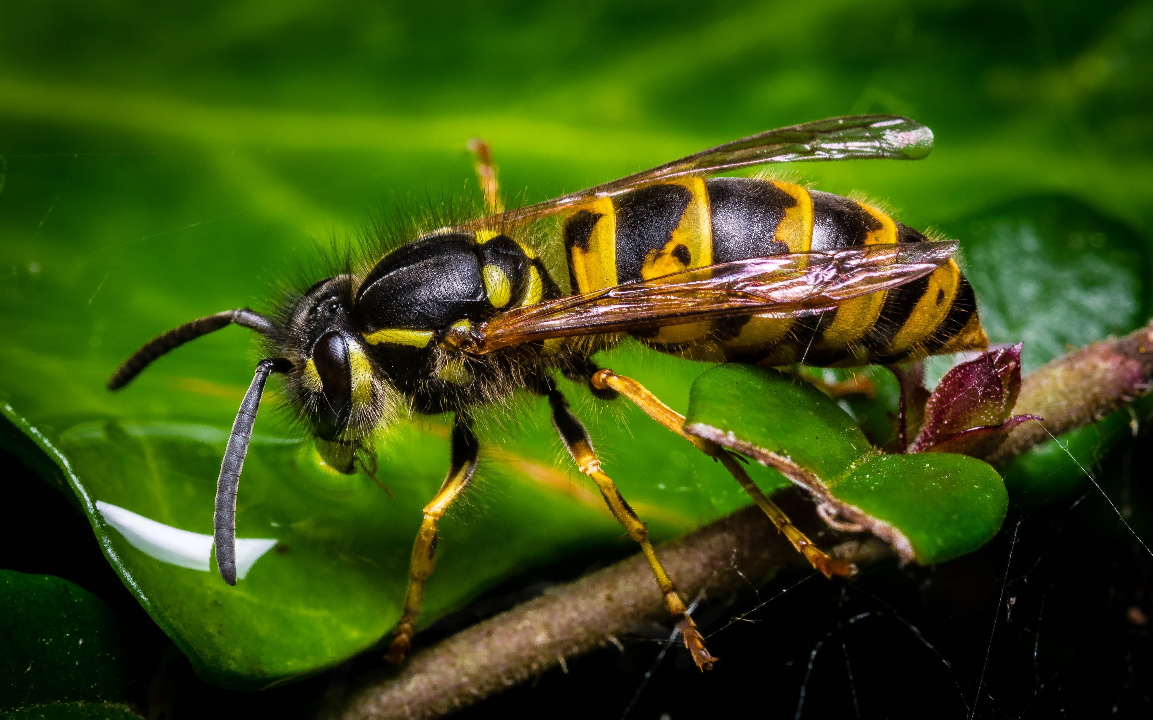 yellow, focus on foreground, animal eye, one animal, black, invertebrate, pollination, pc, animal body part, animals in the wild, nature, wasp, outdoors, HD Wallpaper