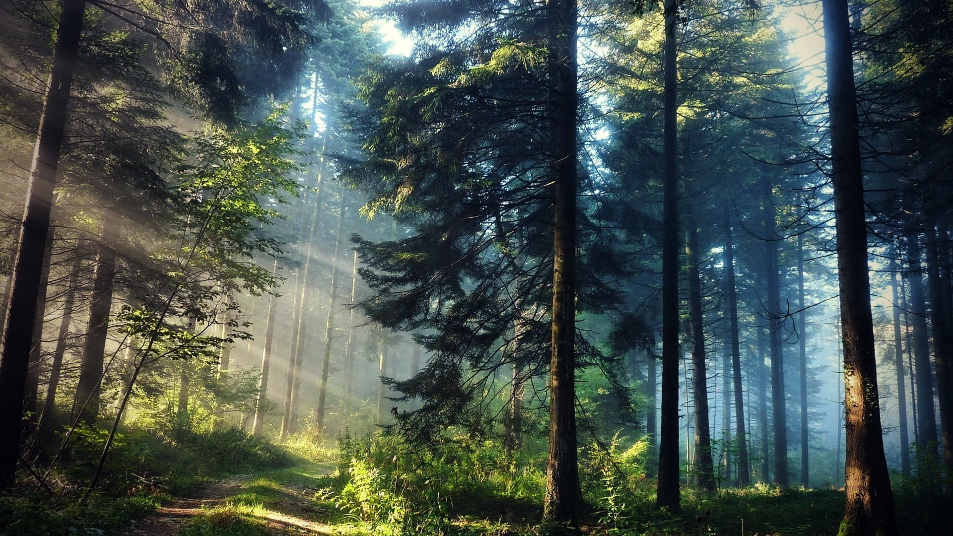 fantasy, sunset, season, scenics - nature, no People, morning, green, landscape, outdoors, day, fog, sun rays, branch, forest, tree, green Color, magic, HD Wallpaper
