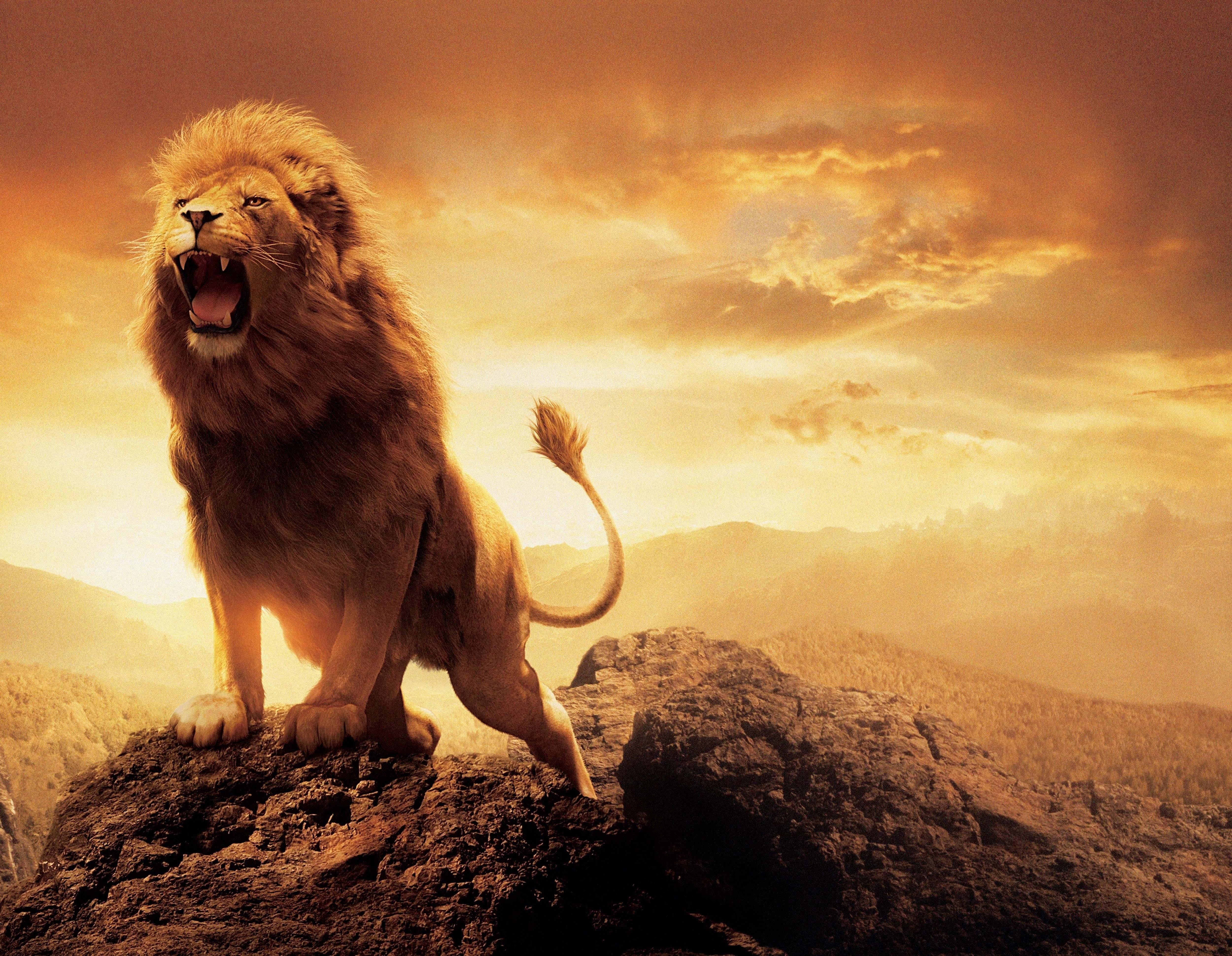 mountain, animal wildlife, lion, animals, animals in the wild, lion - feline, vertebrate, mouth, animal body part, 4K, beauty in nature, rock - object, HD Wallpaper