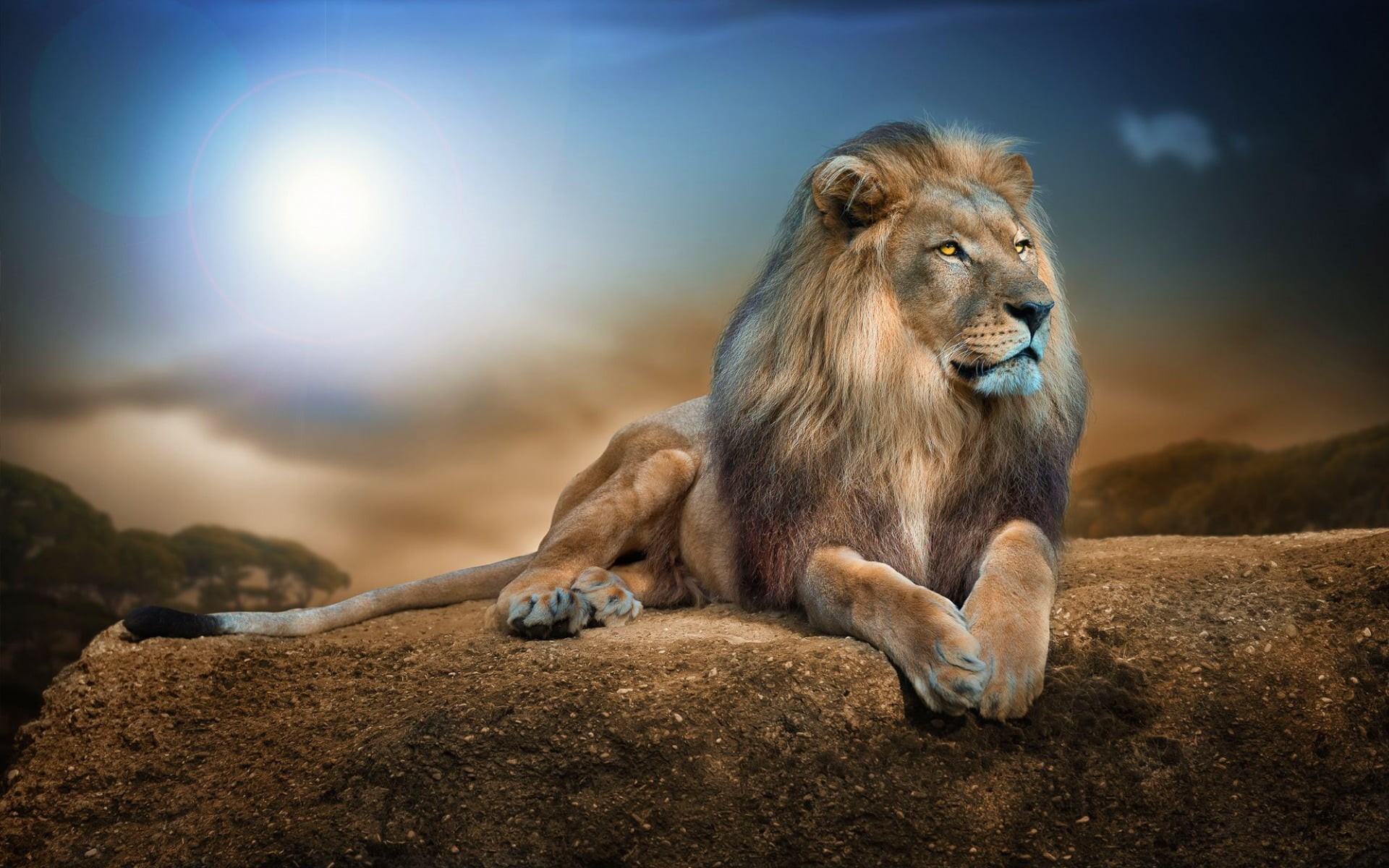 lion - feline, wildlife, animal themes, big cats, cat, mammal, vertebrate, animals in the wild, looking away, focus on foreground, animal wildlife, one animal, HD Wallpaper