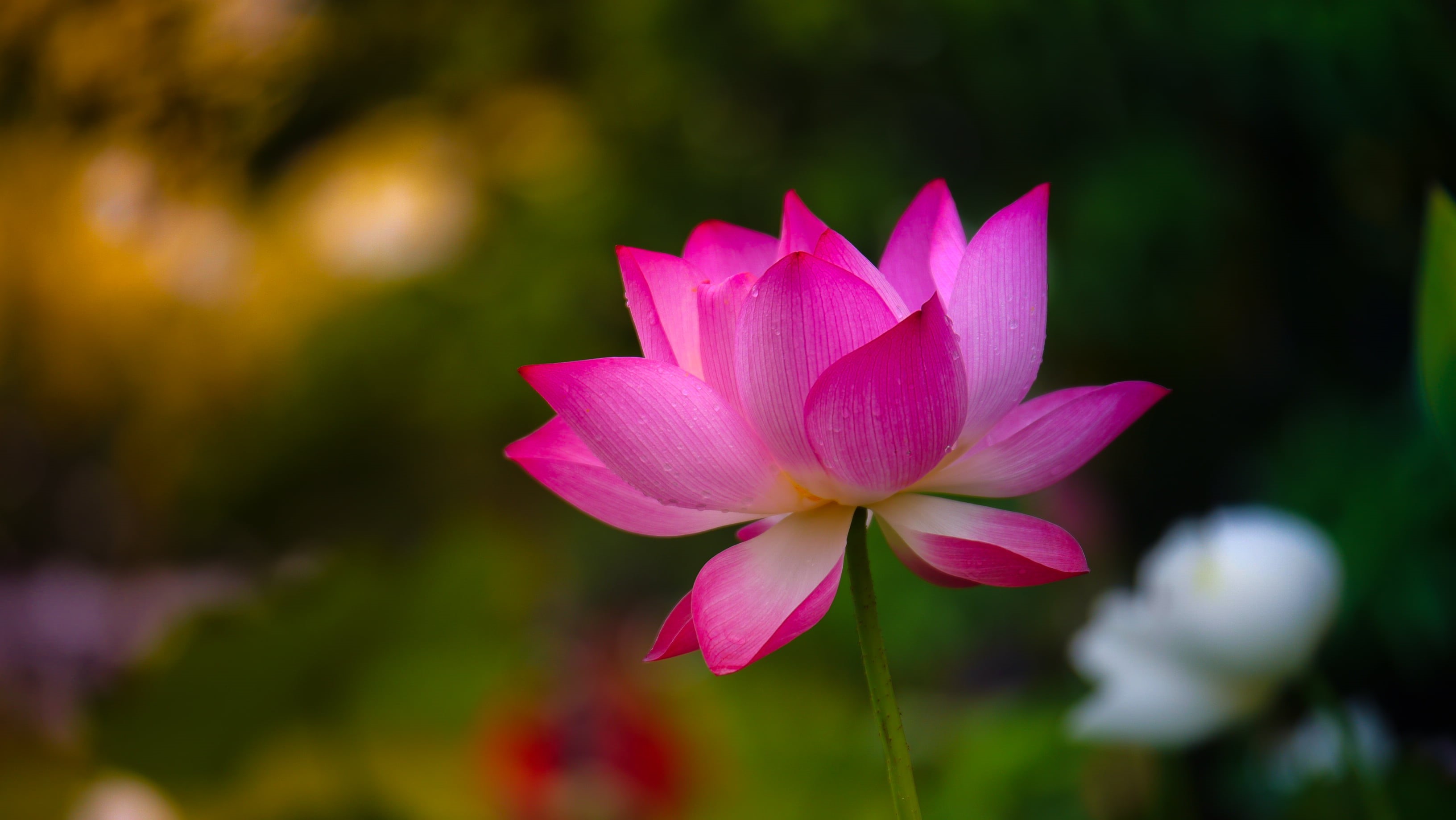 2K, leaf, pink Color, botany, nature, summer, flower, lotus, beauty In Nature, pink, water Lily, plant, pond, selective, photography, lotus Water Lily, HD Wallpaper