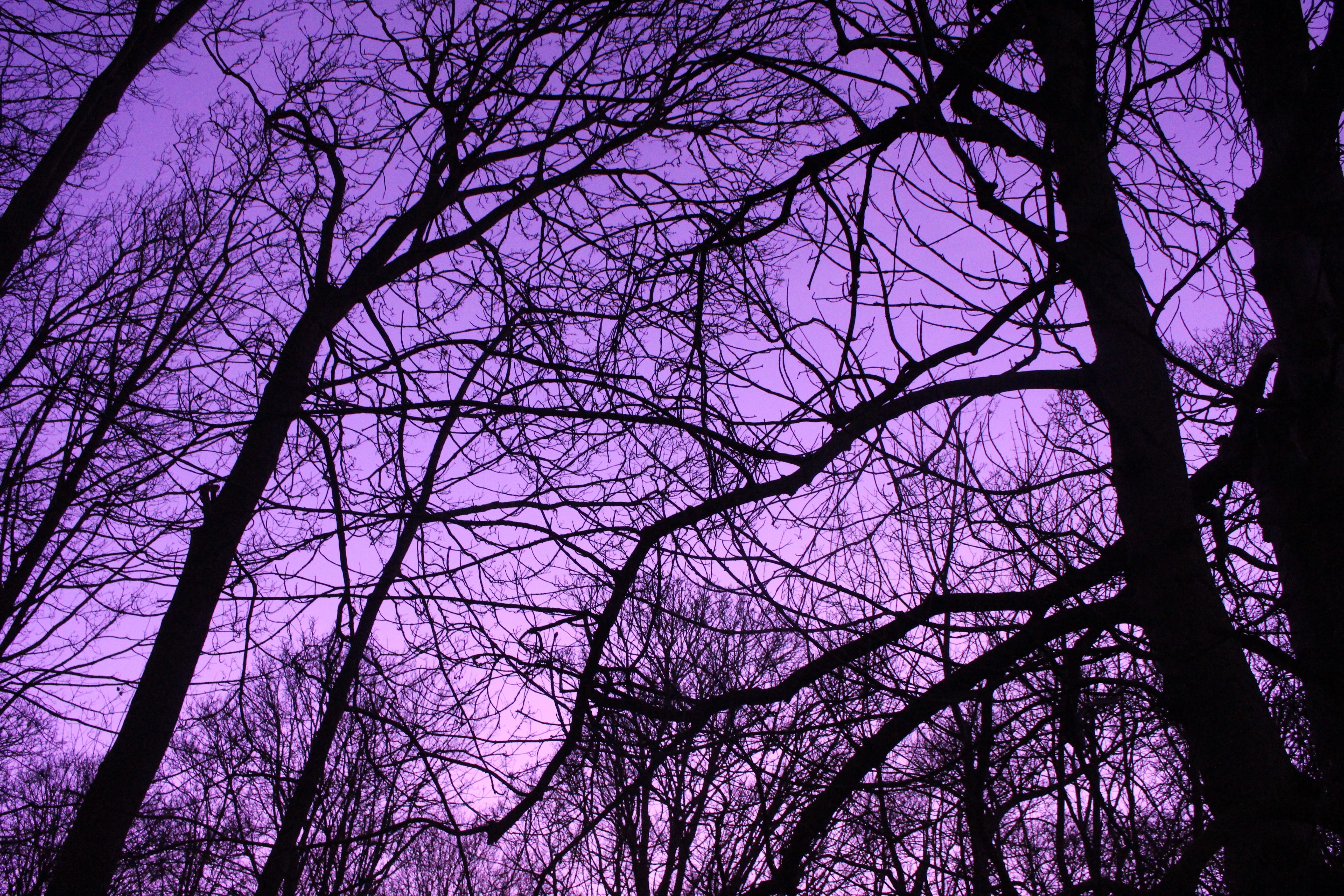 united kingdom, uv, bury saint edmunds, 5K, nature, lens, full frame, no people, scenics - nature, tranquility, low angle view, purple, twigs, beauty in nature, HD Wallpaper