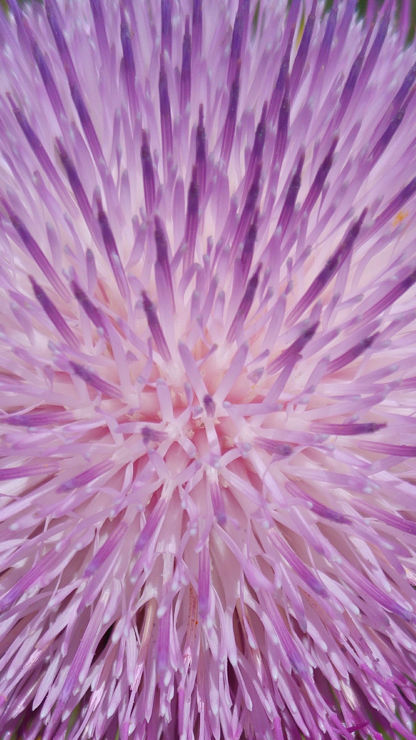 close-up, project, perfect, 1080P, plant, vector, backgrounds, purple, super, cover, fragility, web design, inflorescence, vulnerability, growth, full frame, Phone HD Wallpaper