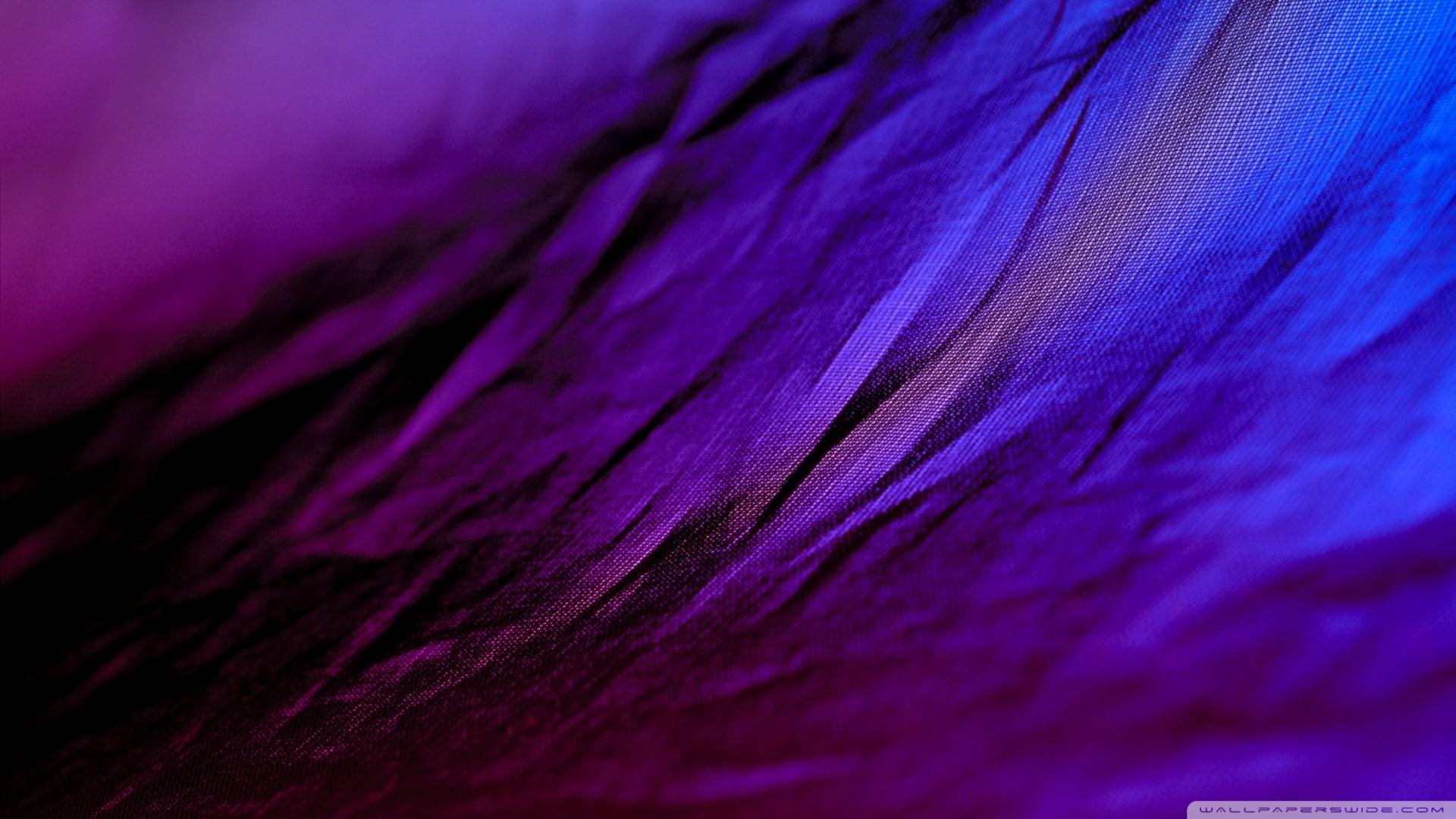 Retrowave, violet, vulnerability, selective focus, nature, no people, blue, 1080P, shadow, flower, softness, purple, flowering plant, full frame, HD Wallpaper