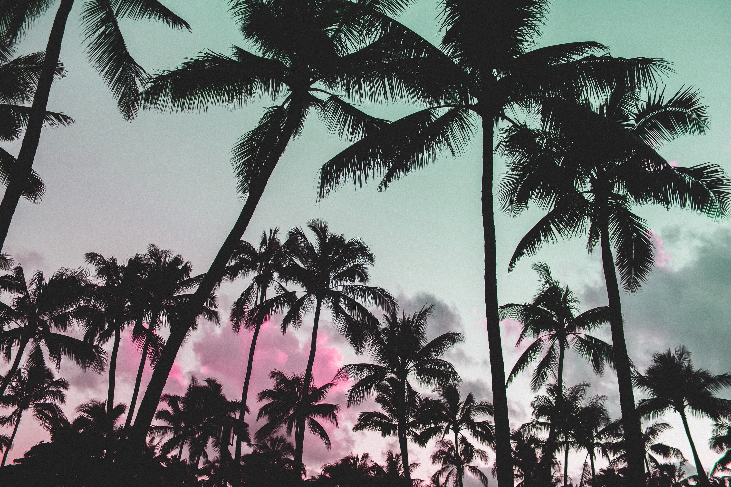 palm trees, 2K, vaporwave, nature, glitch art, silhouette, pink, HD Wallpaper
