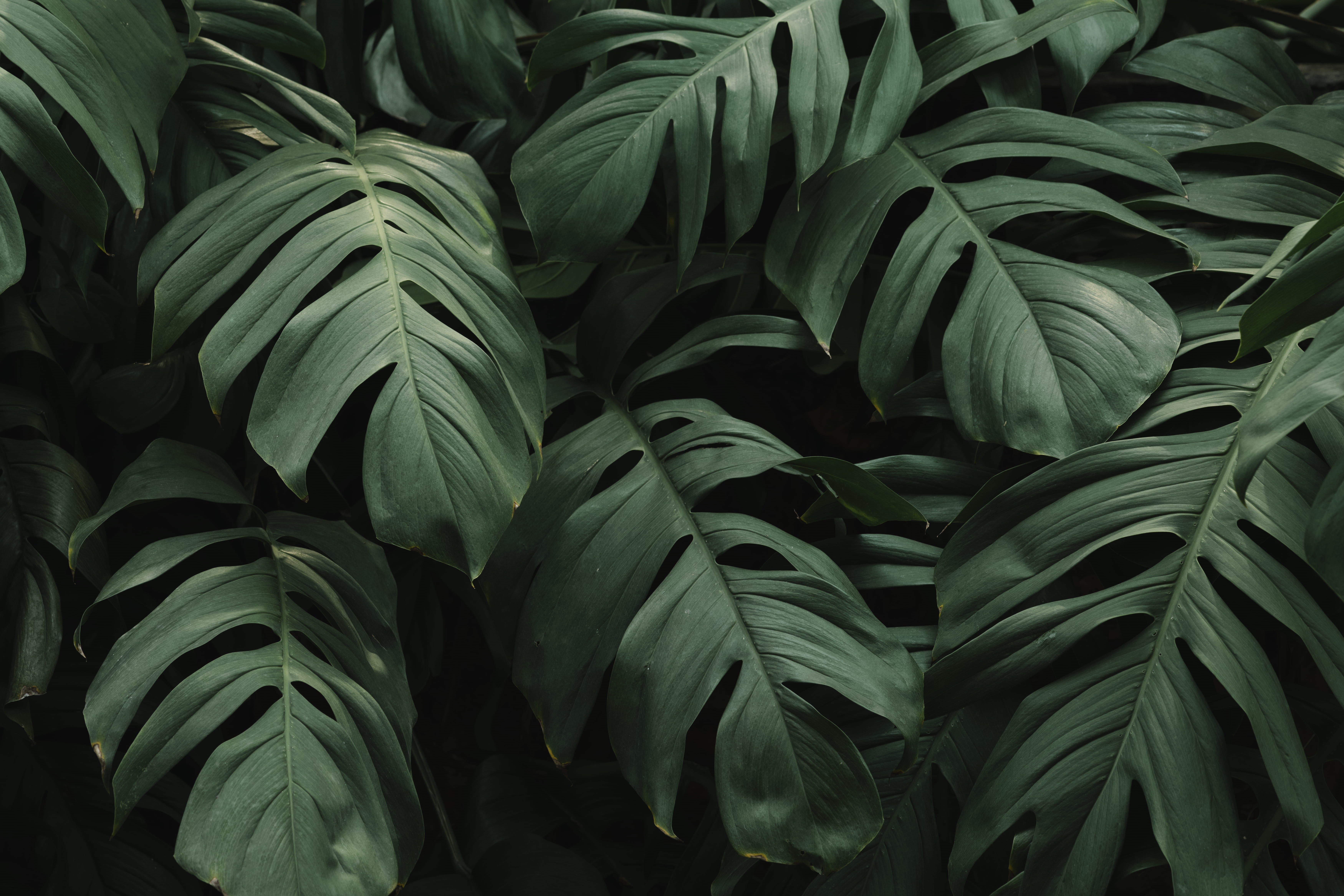 growth, no people, plant, day, nature, monstera, healthy eating, retail, greenery, plant part, full frame, outdoors, texture, leaves, fresh, close-up, leaf, HD Wallpaper