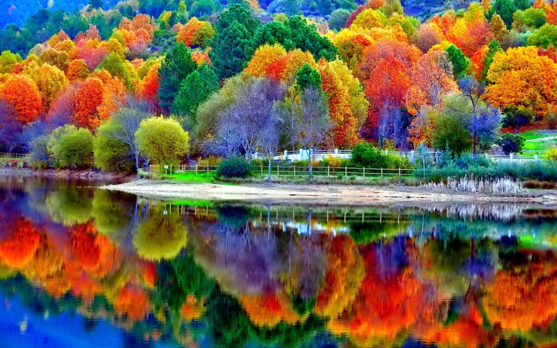 tree, 4K, lake, 1080P, hd, nature, Forest, Water, 1920x1200, HD Wallpaper