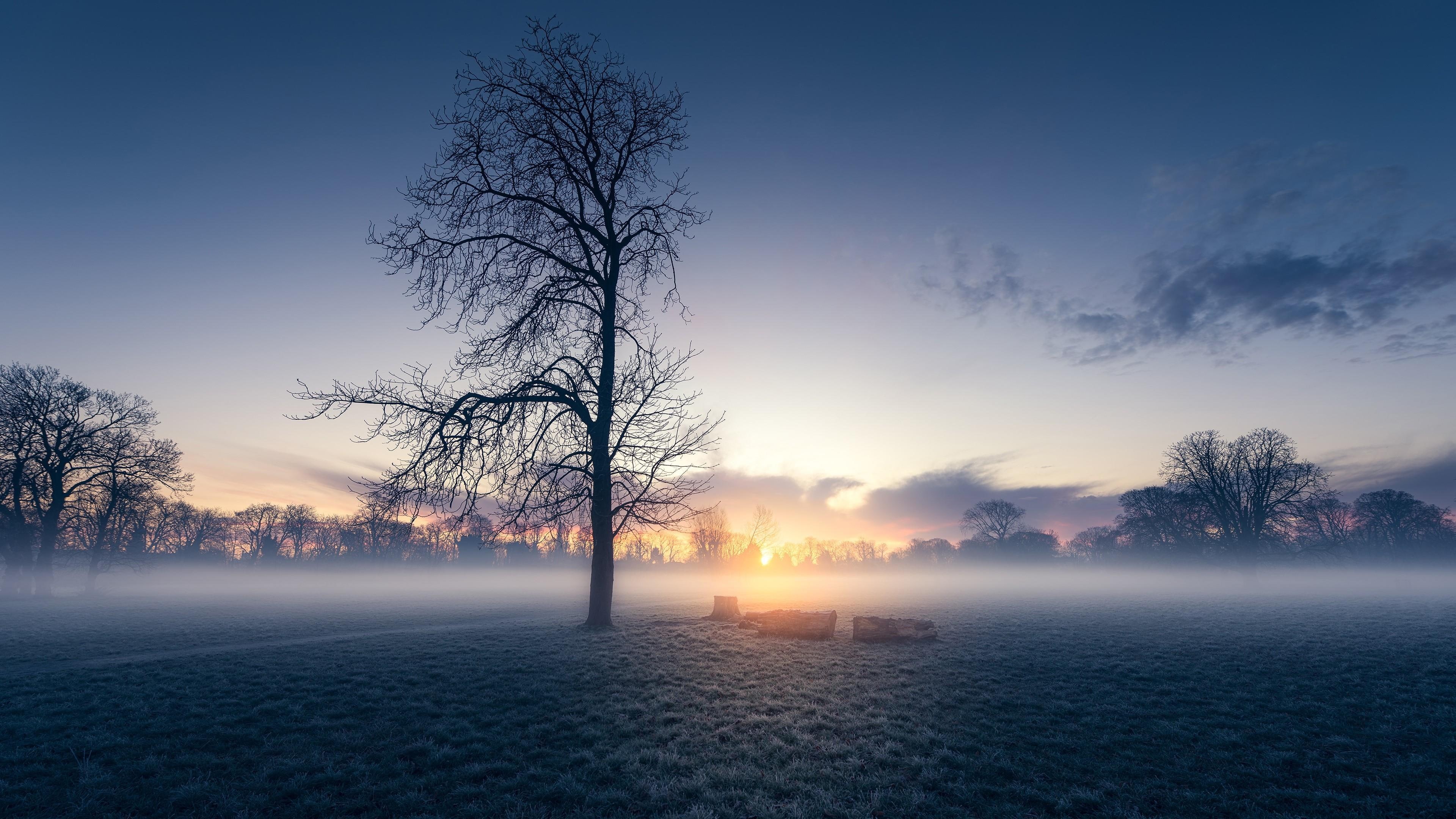 lonely tree, sunrise, atmosphere, mist, dawn, nature, 4K, sky, winter, tree, misty morning, field, horizon, lone tree, HD Wallpaper