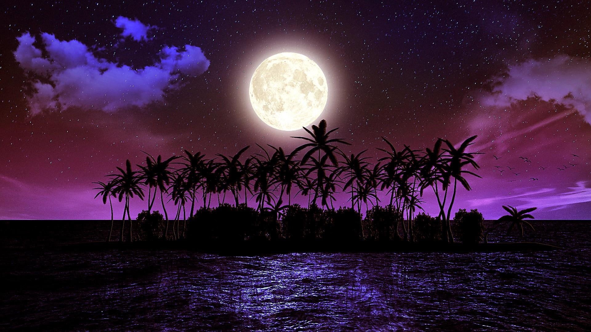 starry, sky, full moon, silhouette, photo manipulation, darkness, midnight, birds, photoshop, palms, purple night, nature, starry night, magic, 1080P, HD Wallpaper