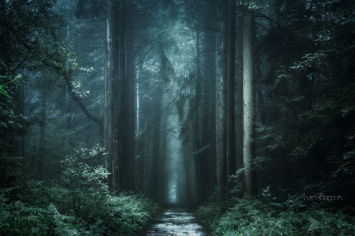 no People, tranquil Scene, direction, streaming, branch, land, sunbeam, fog, leaf, scenics, green, path, light - Natural Phenomenon, mist, nature, HD Wallpaper