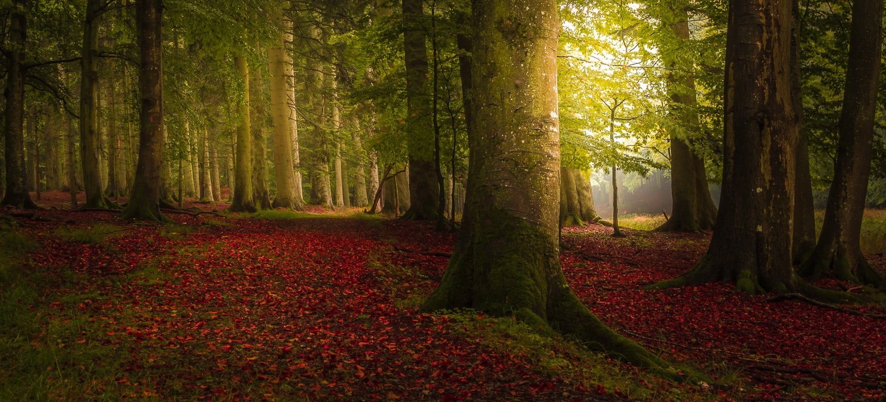 tree, autumn, plant part, morning, bright, landscape, land, growth, day, scenics, plant, 720P, backgrounds, colors, tree canopy, beauty In Nature, fall, HD Wallpaper