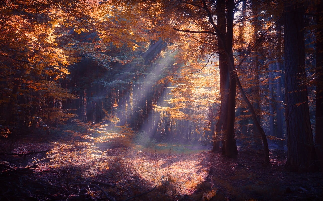 plant, trunk, footpath, sunrise - Dawn, orange, environment, october, leaves, rays, bush, fall, morning, tranquil Scene, night, change, bright, sunbeam, HD Wallpaper