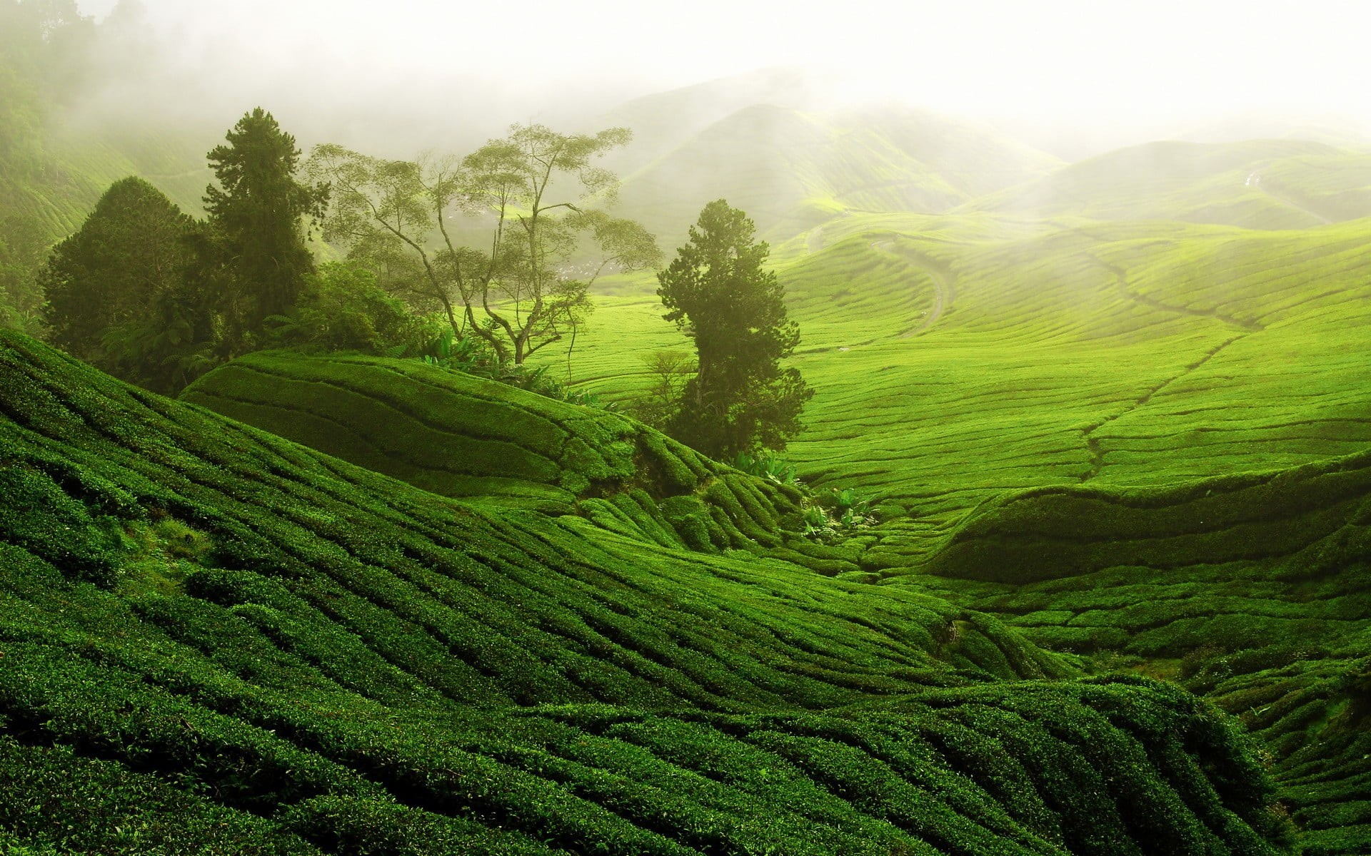 terraced Field, dawn, asia, cultures, no people, 1080P, trees, tropical Climate, china - East Asia, tranquility, morning, scenics - nature, guilin, landscaped, HD Wallpaper