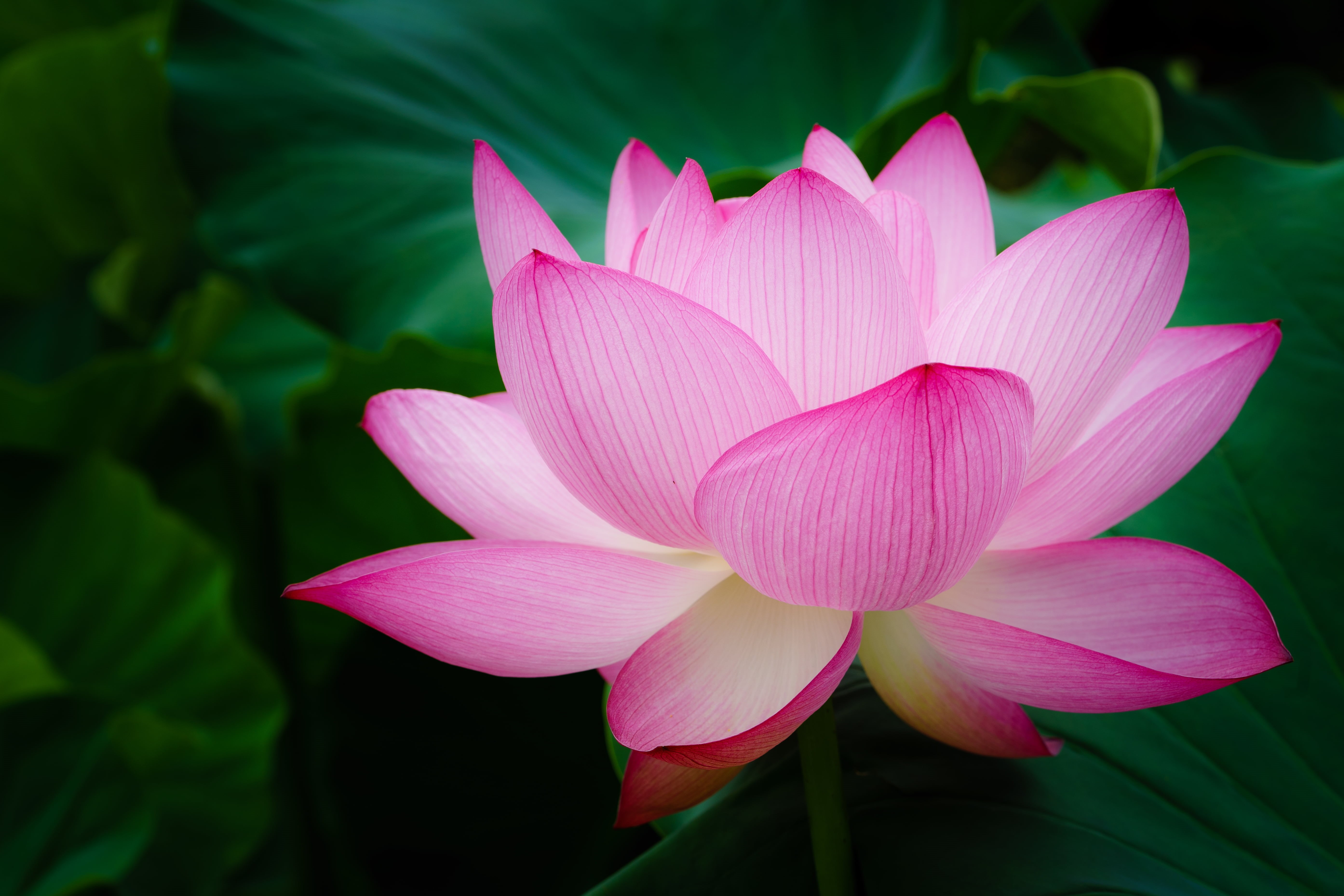 full bloom, flower, selective focus, 90mm, lotus, selective, park, Macro, botany, Machida, Blooming, nature, full, ILCE-7M2, leaf, pink, lotus flower, petal, HD Wallpaper