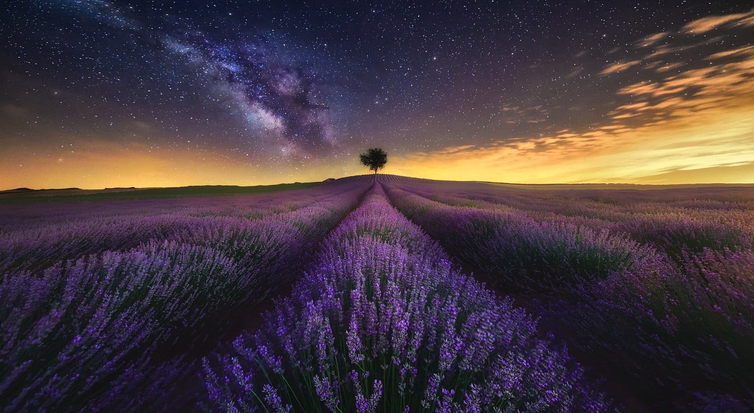 plant, field, bed, tranquility, freshness, landscape, environment, flowers, flower, flower head, scenics - nature, tranquil scene, photography, beauty in nature, HD Wallpaper