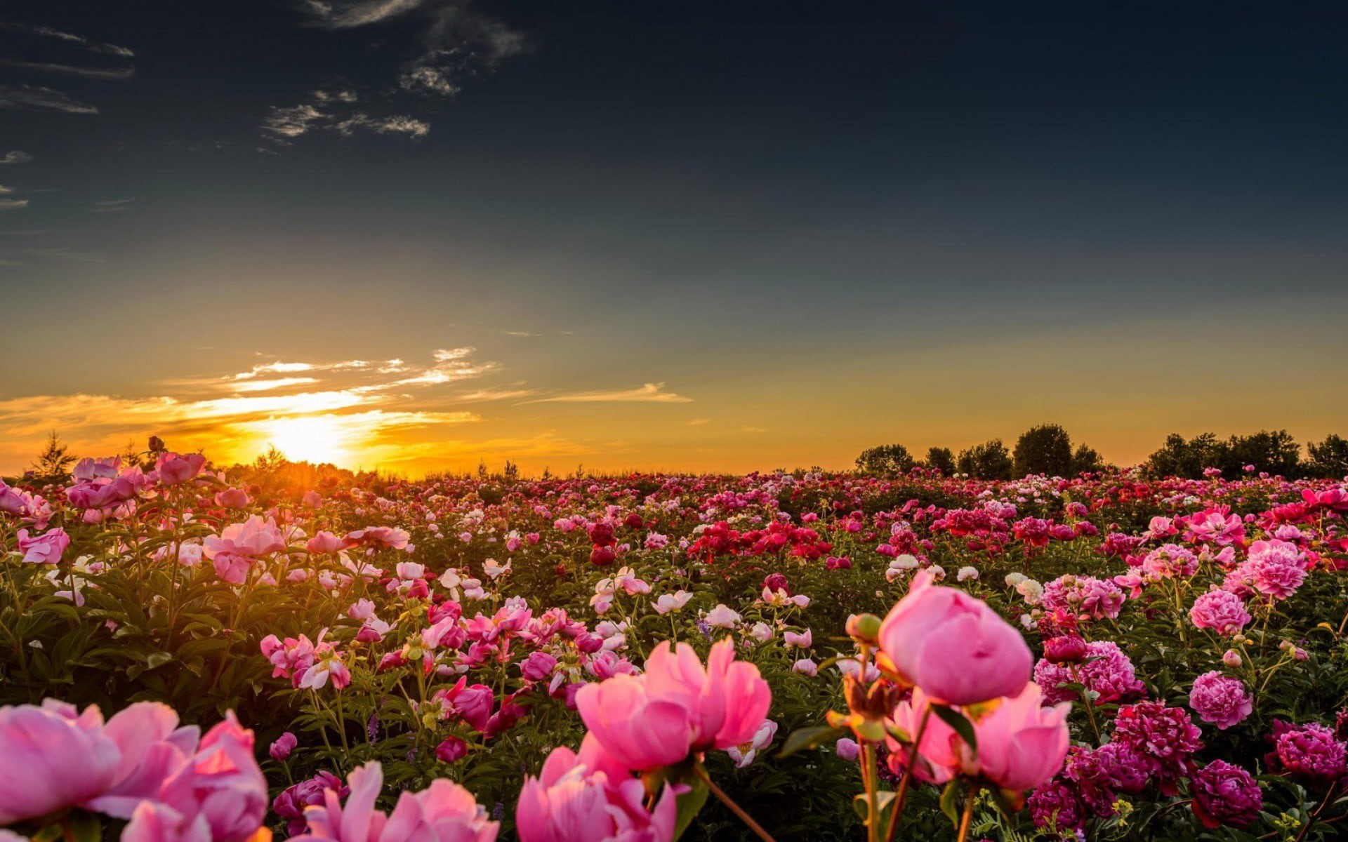 petal, vibrant Color, pink, fragility, sunbeam, blossom, 1080P, cloud - Sky, rose, landscaped, scenics, scenics - nature, non-Urban Scene, formal Garden, HD Wallpaper