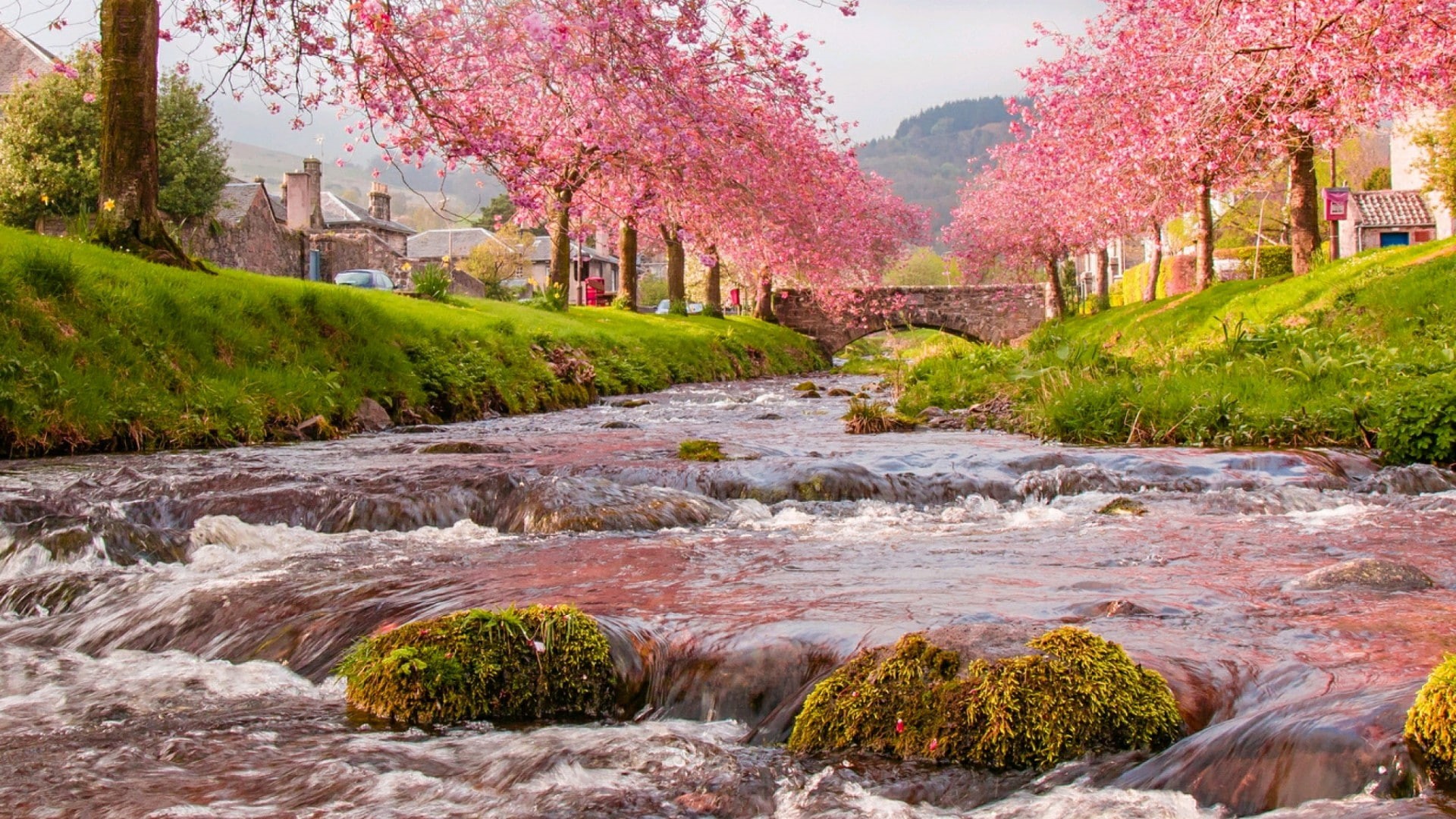 stream, sakura blossom, sakura, nature, plant, 1080P, water, spring, cherry blossom, village, tree, bank, vegetation, river, bridge, landscape, HD Wallpaper