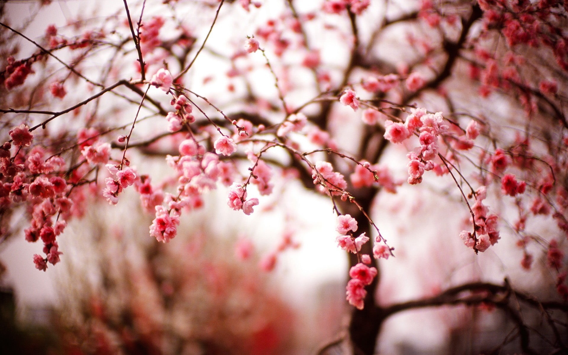 growth, leaf, season, branch, beauty In Nature, nature, botany, flower, 1080P, spring, flowering plant, macro, close-up, photography, flower Head, trees, HD Wallpaper