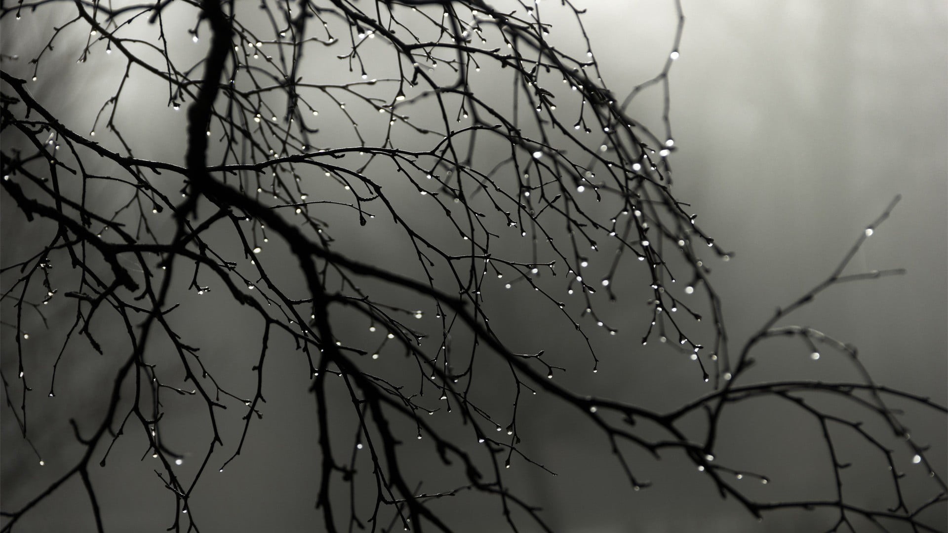 no people, beauty in nature, rain, outdoors, trees, depth of field, dead plant, photography, focus, branch, selective focus, focus on foreground, wet, sky, HD Wallpaper