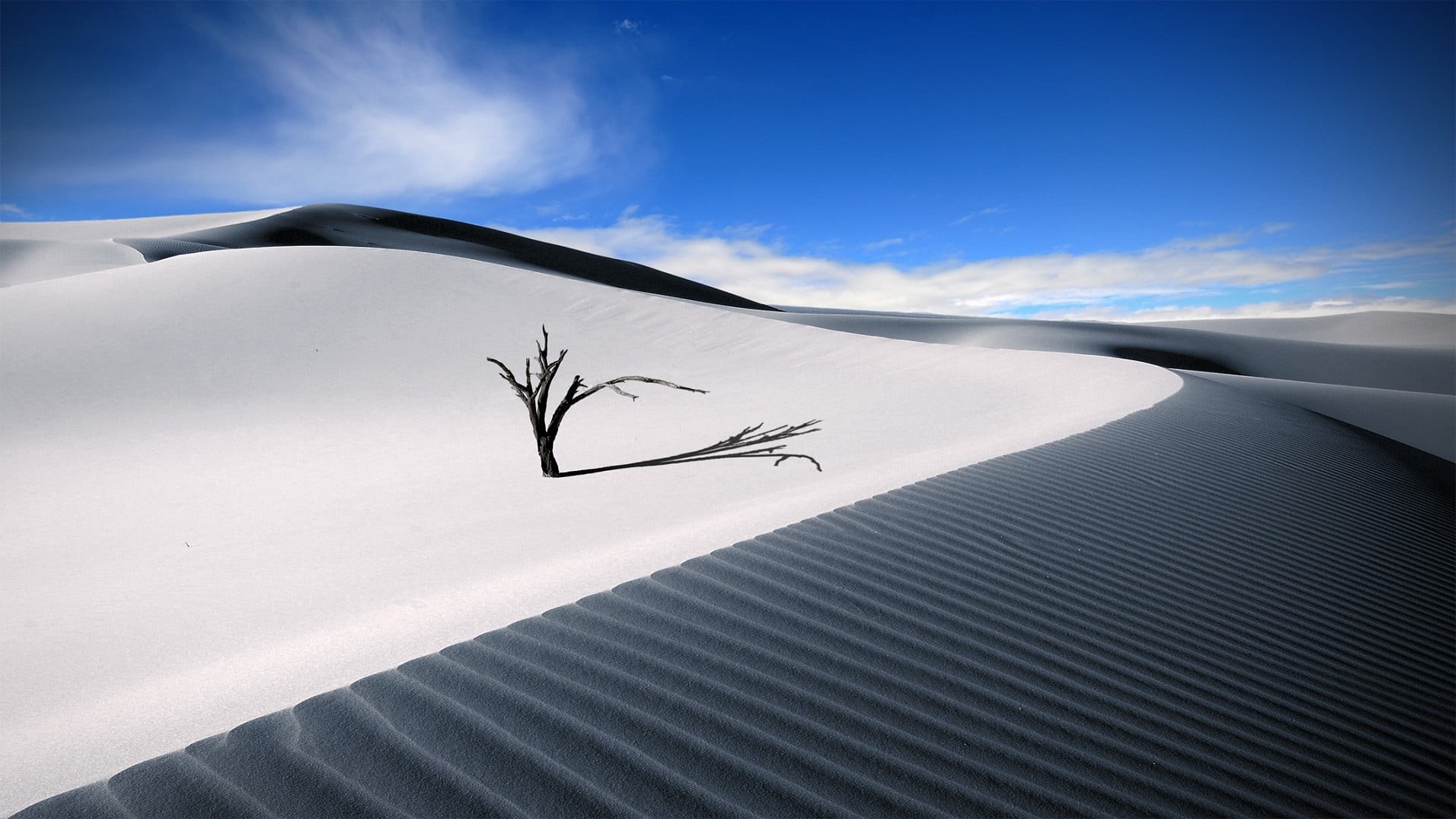 tree, day, animal, environment, plant, flying, beauty in nature, sand, dead trees, desert, shadow, travel destinations, air vehicle, cloud - sky, white color, HD Wallpaper