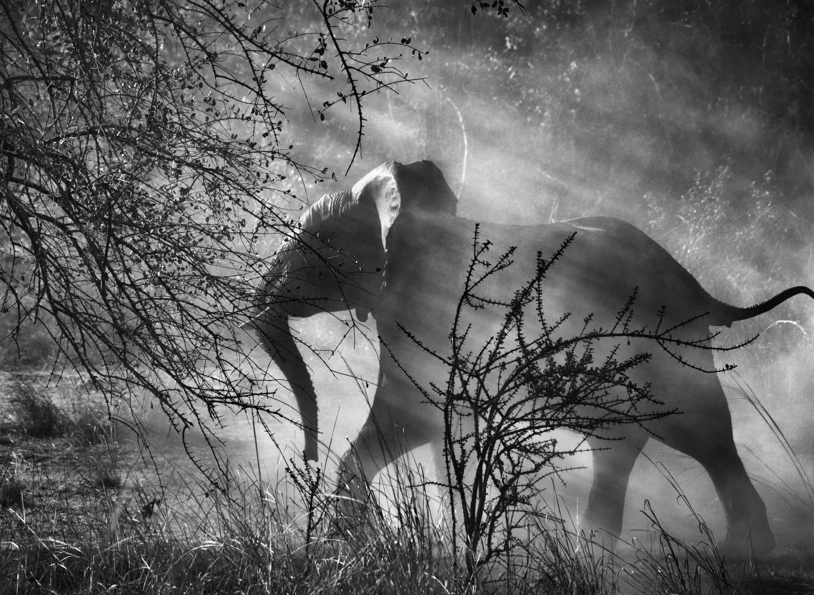 animals, bare tree, tree, baby animals, sun rays, day, photography, tranquility, outdoors, field, trees, grass, low angle view, plant, Sebastiao Salgado, HD Wallpaper