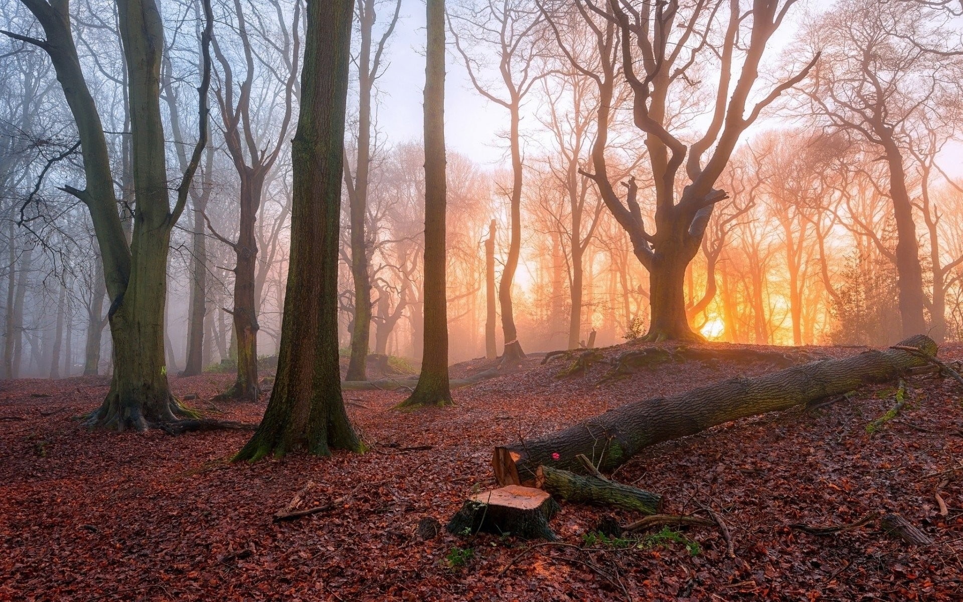 tree, fog, dawn, tranquil Scene, beauty In Nature, change, backgrounds, outdoors, growth, stamp, photo, trunk, mist, brown, leaves, landscape, season, leaf, HD Wallpaper