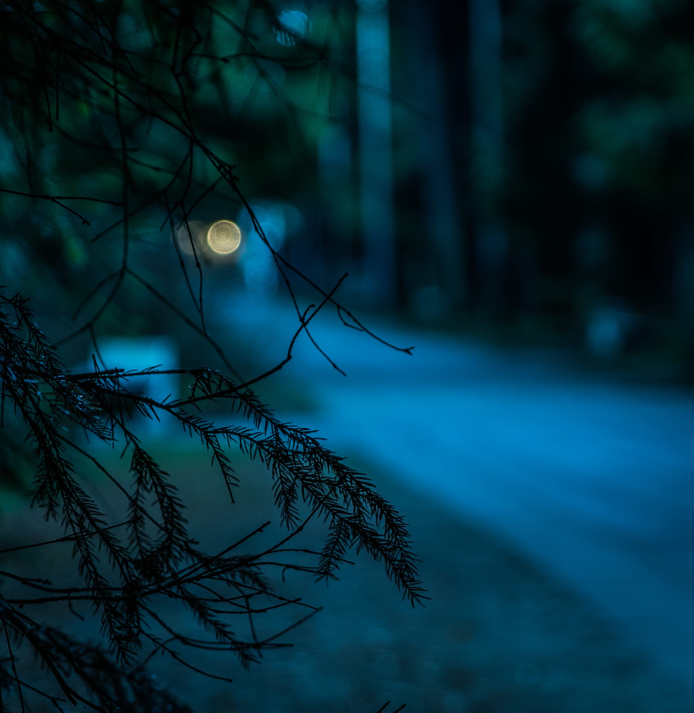 land, forest, close-up, branch, focus, road, tree, dead plant, night, beauty in nature, leaves, dark, bare tree, no people, day, blur, focus on foreground, Phone HD Wallpaper