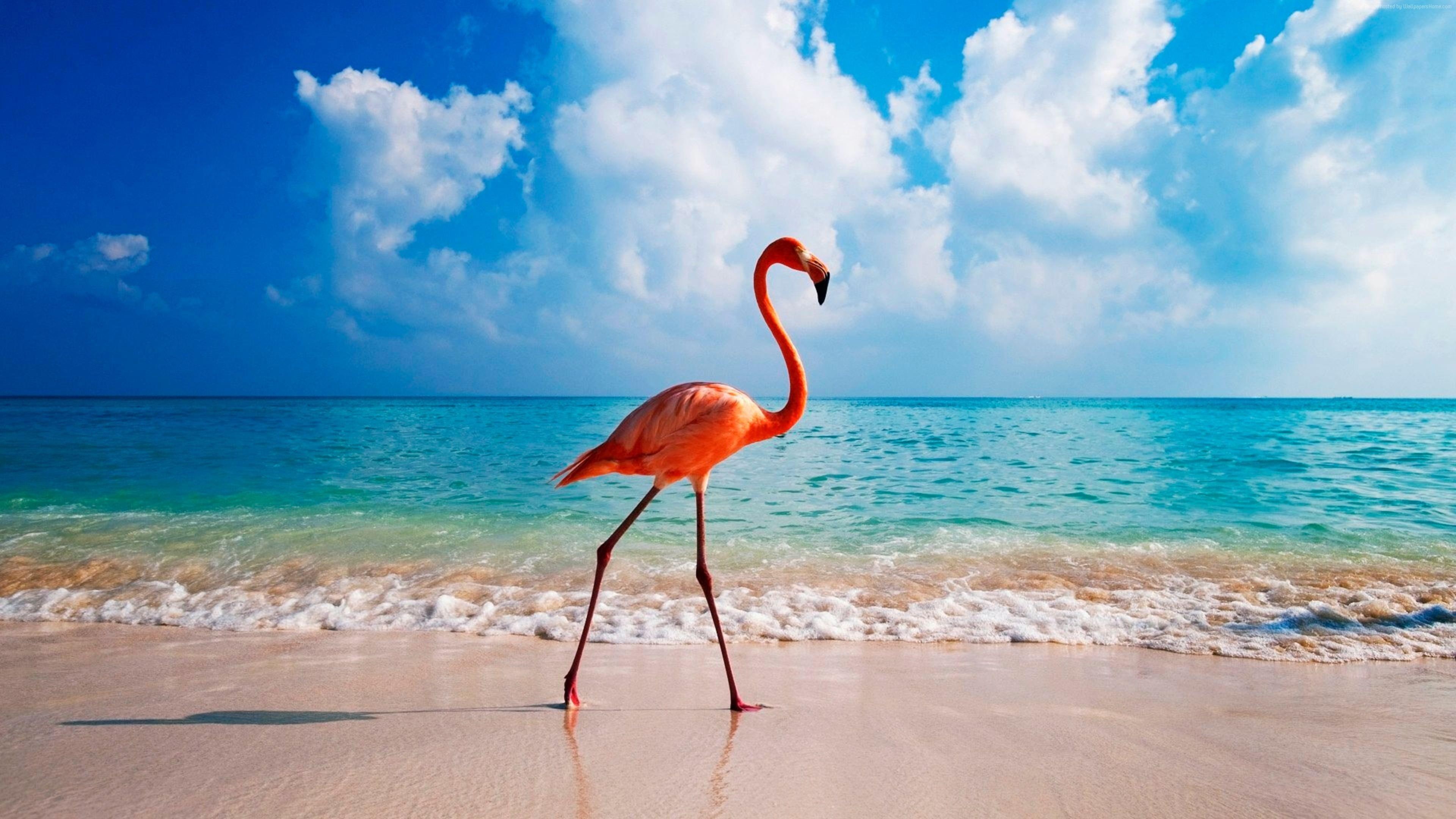 sky, cloud, caribbean, horizon, abc islands, sea, aruba, dutch caribbean, bird, summer, flamingo, 4K, beach, beak, ocean, water, shore, vacation, summertime, HD Wallpaper