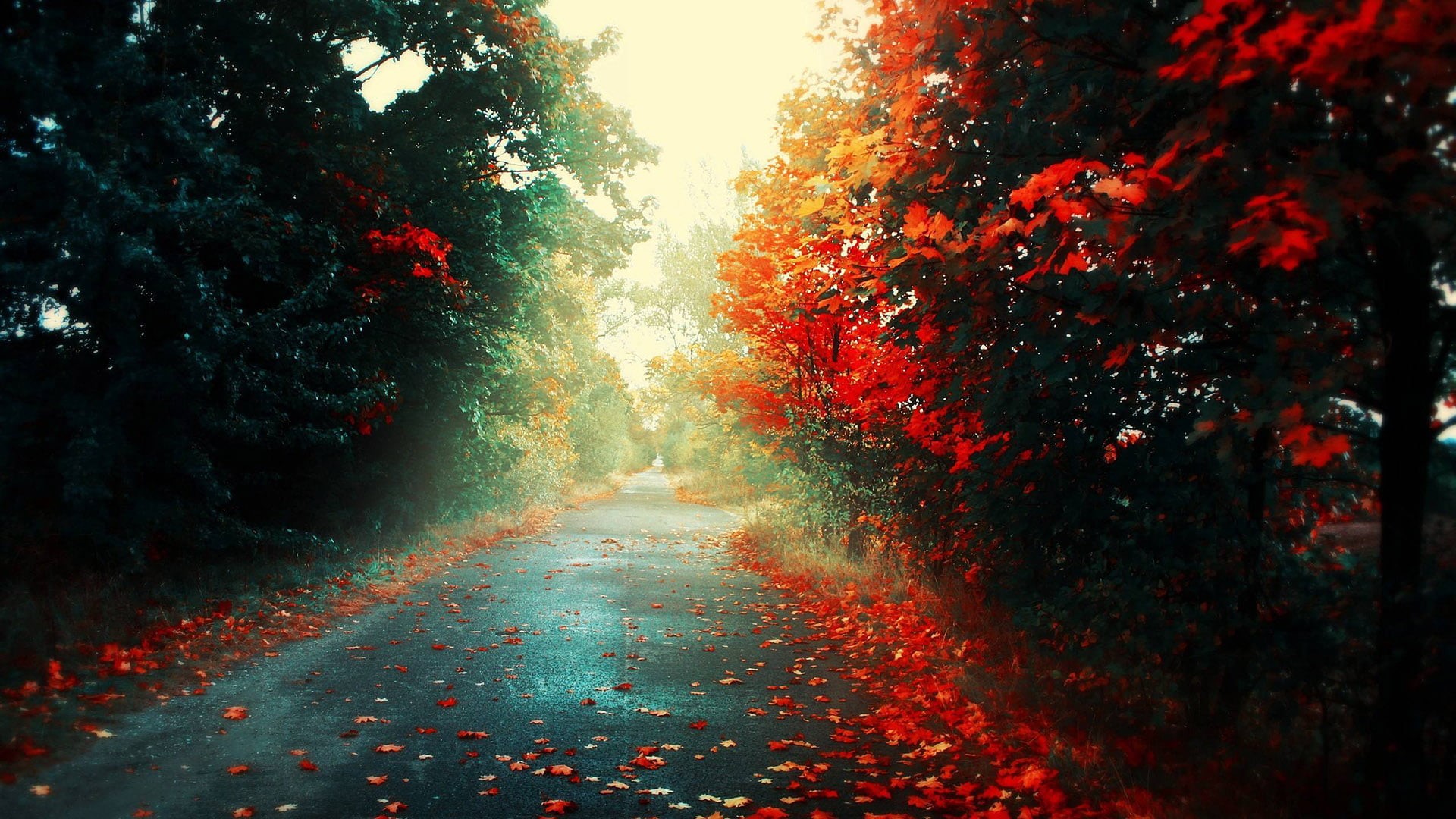 nature, direction, plant part, beauty in nature, treelined, footpath, night, shape, outdoors, season, road, plant, tree, art, autumn, color, transportation, HD Wallpaper