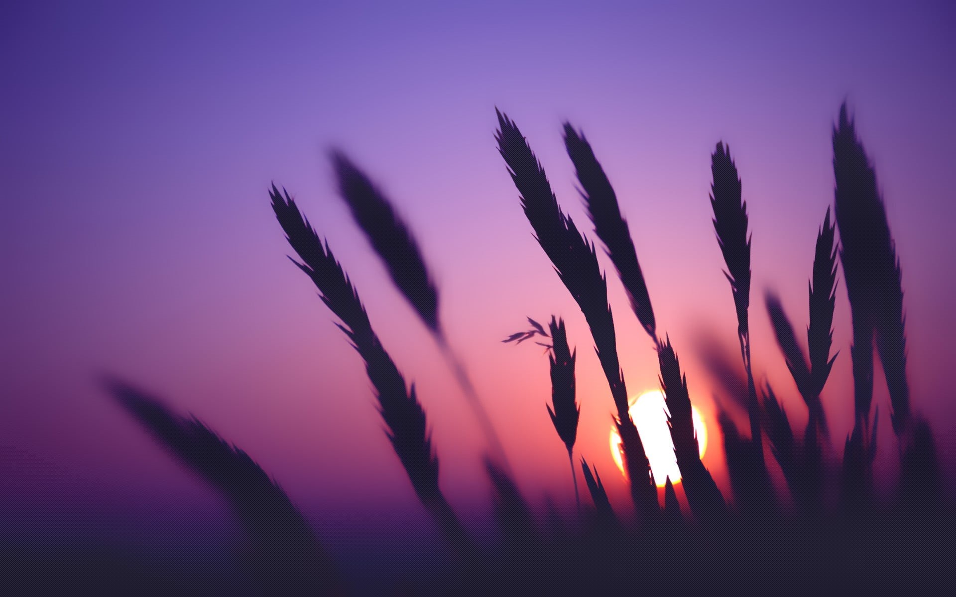 autumn, close-up, sunlight, summer, freshness, plant, plants, sunrise - Dawn, tranquil scene, grass, purple, macro, outdoors, back Lit, backgrounds, season, HD Wallpaper