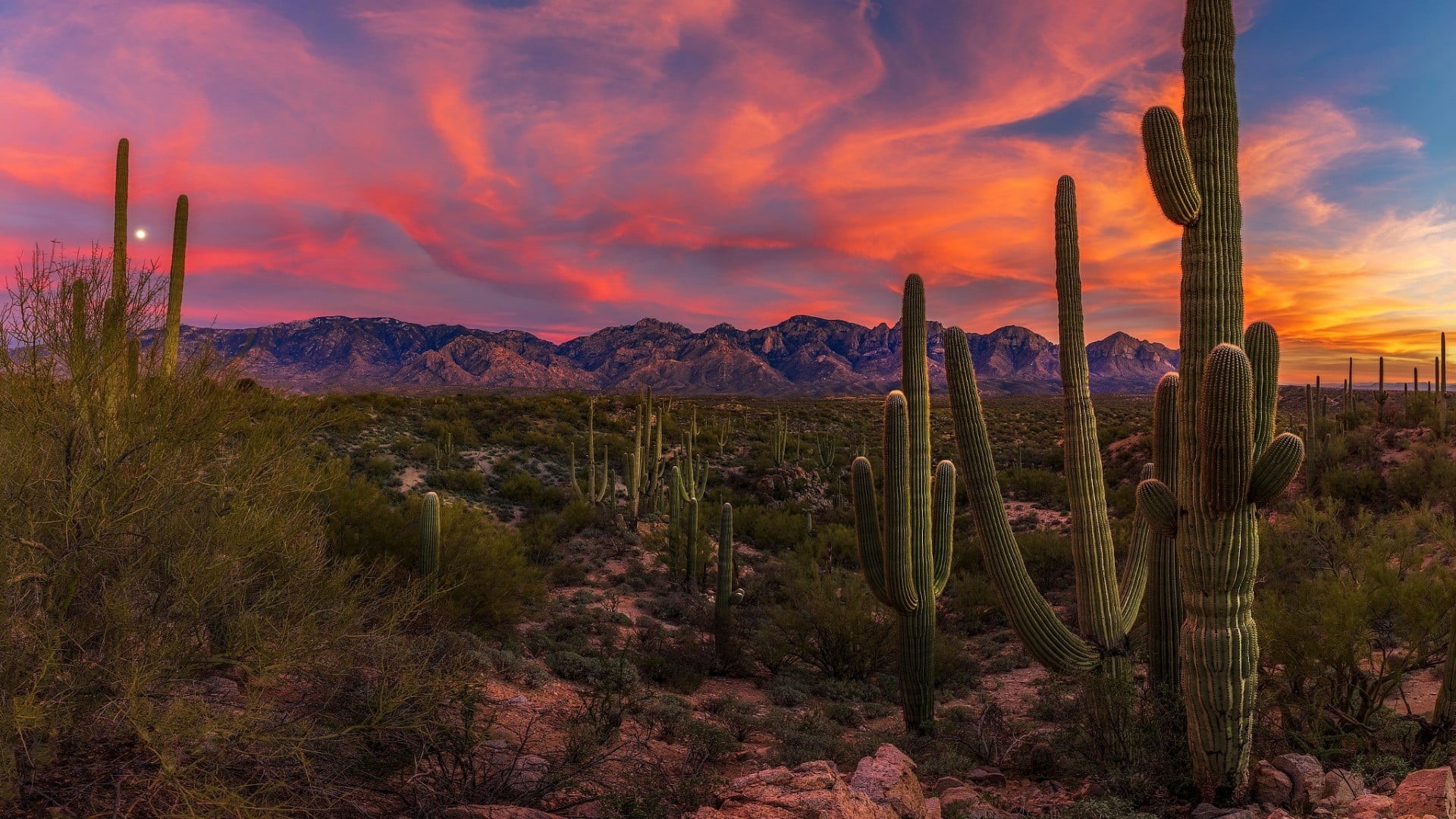 shrubland, wilderness, succulent plant, sunset, desert, tranquil scene, cacti, 1080P, national park, sky, dramatic sky, non-urban scene, mountain, saguaro cactus, HD Wallpaper