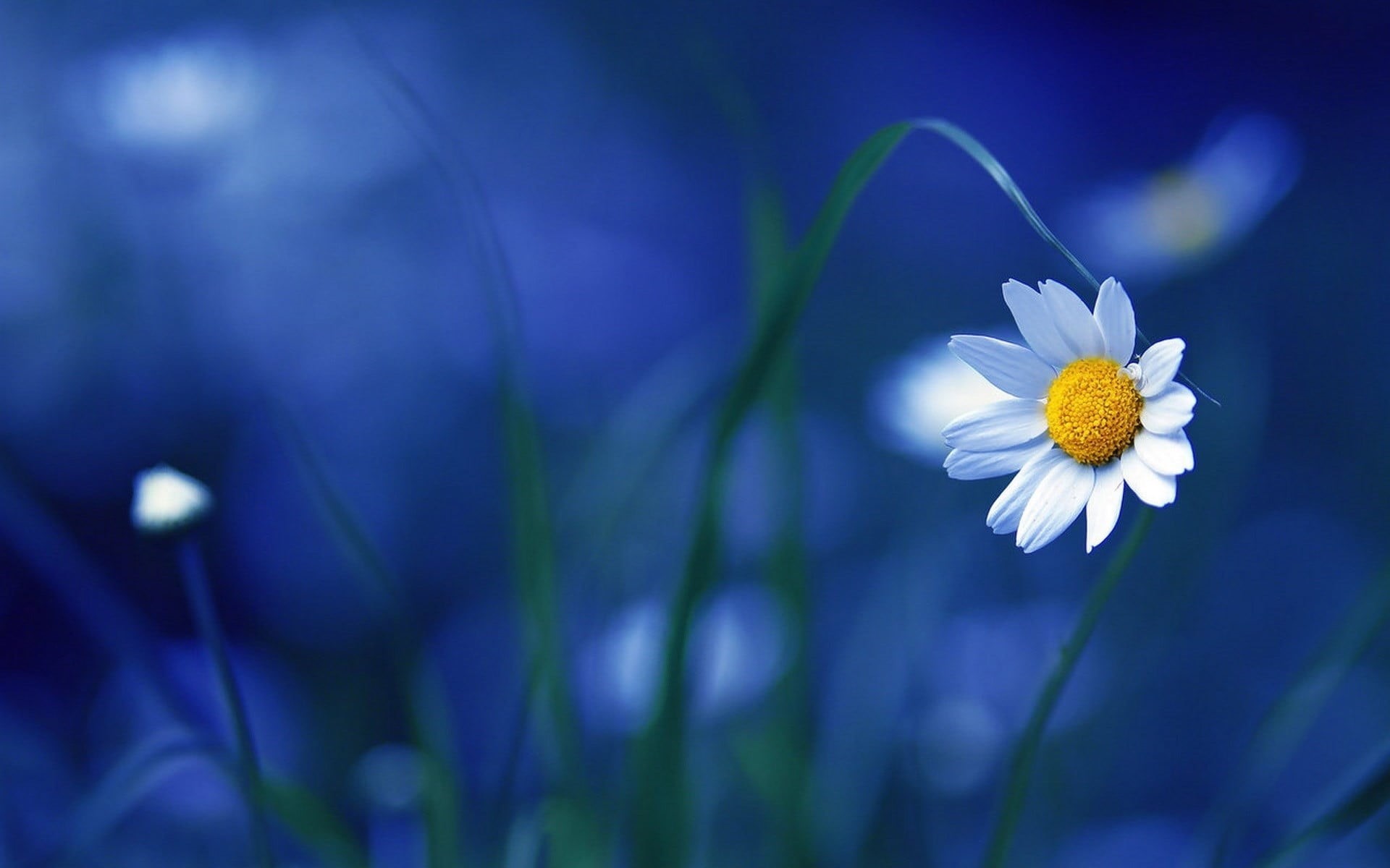 softness, outdoors, 1080P, daisy, sunlight, photography, close-up, vulnerability, focus, inflorescence, selective focus, blue, grass, meadow, beauty In Nature, HD Wallpaper