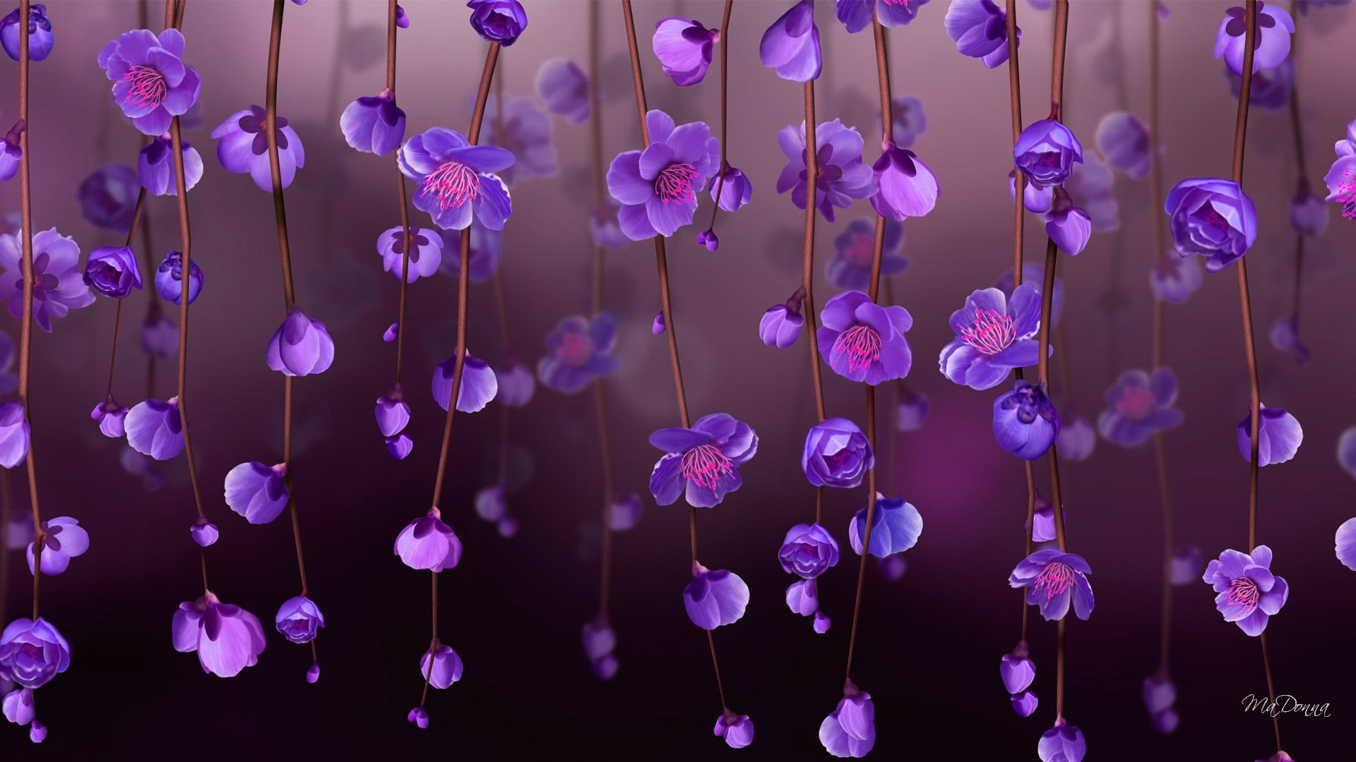 flowering plant, blossom, pattern, freshness, beauty in nature, no people, flowers, abstract, plant, petaled, full frame, violet, growth, vulnerability, HD Wallpaper