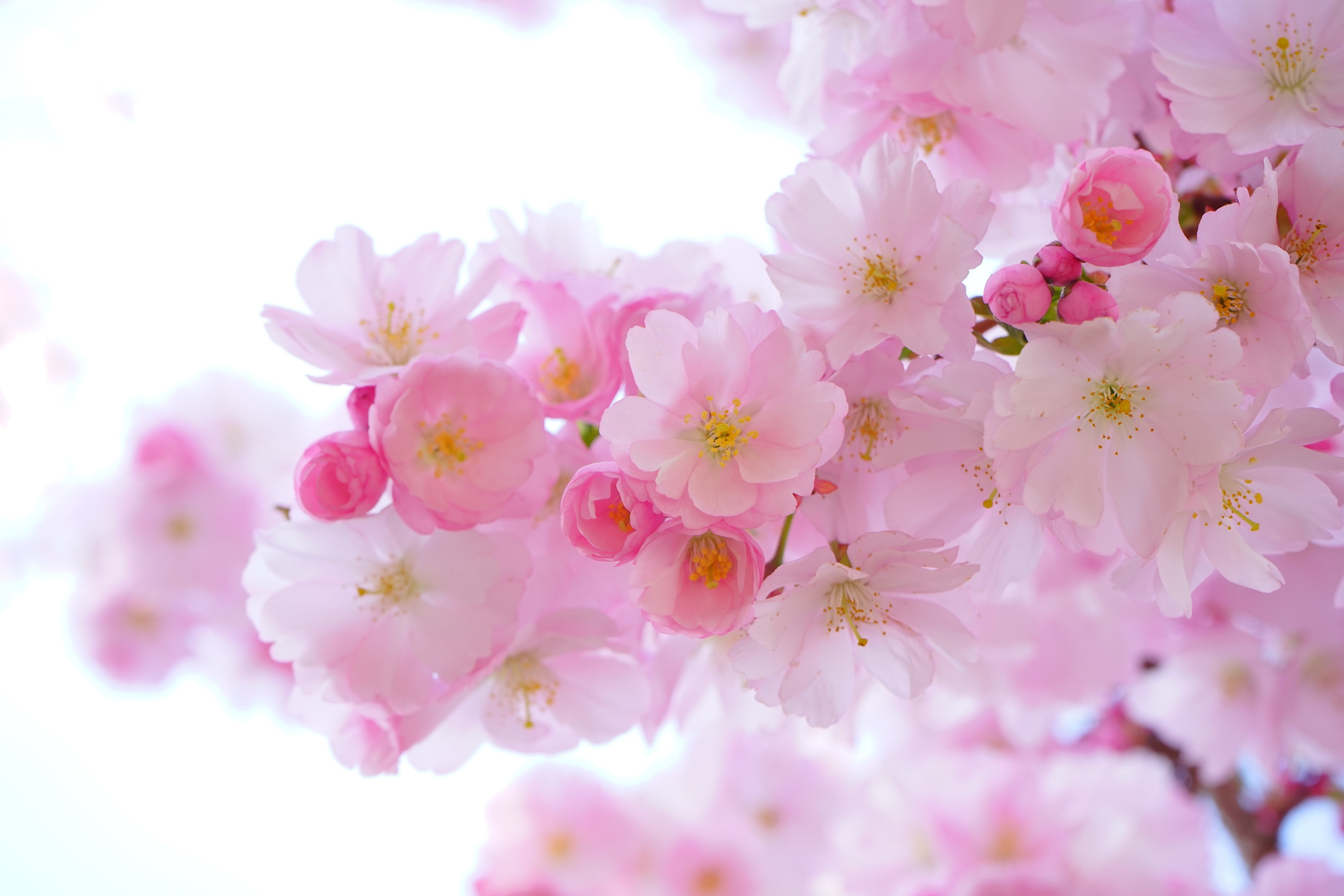 fragility, cherry tree, cherry, vulnerability, ornamental cherry, flower arrangement, nature, japanese cherry trees, day, spring, pink, springtime, lenz, HD Wallpaper