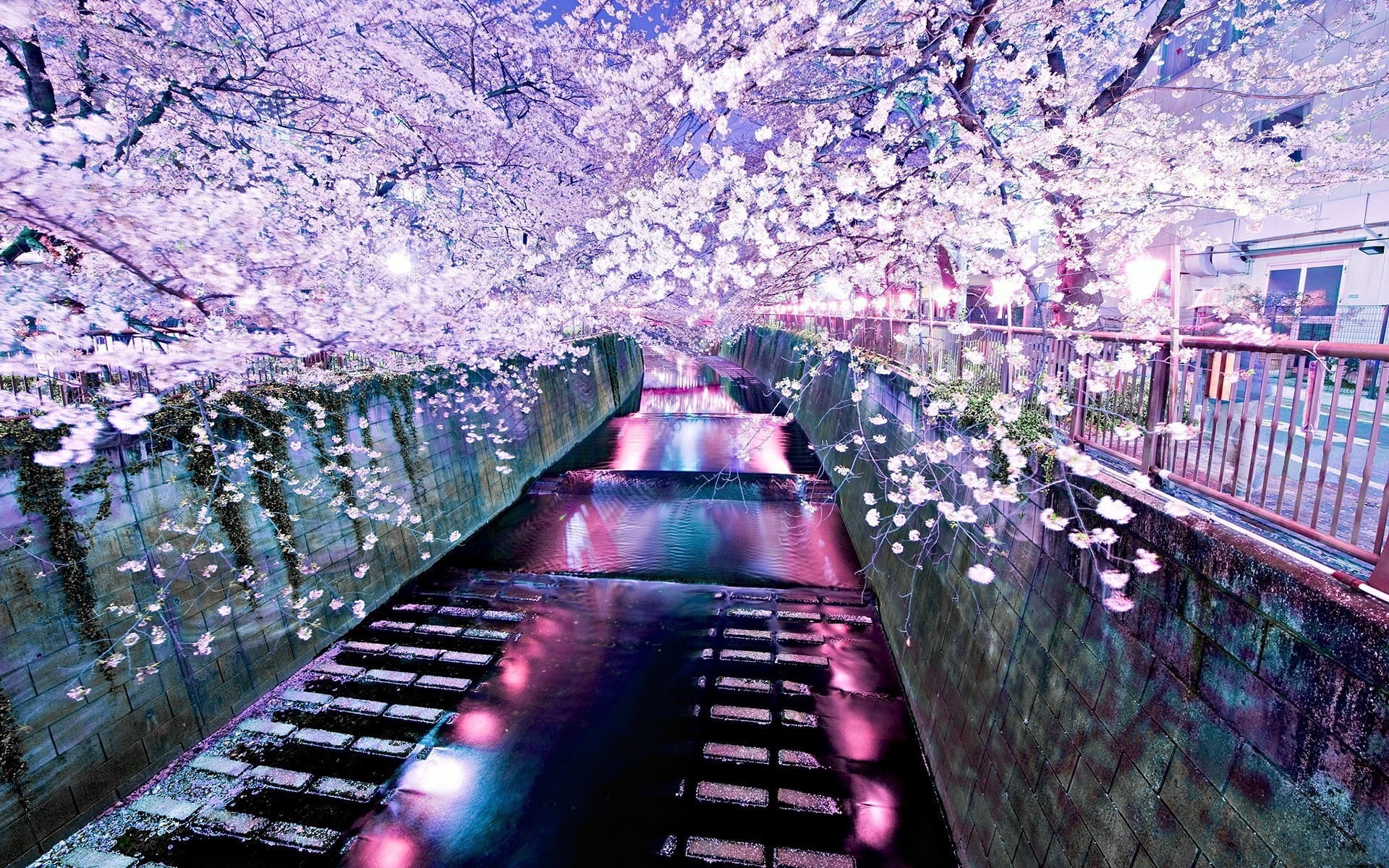 no people, cherry tree, fragility, cherry, day, built structure, canal, outdoors, river, transportation, growth, railing, springtime, trees, purple, flowering plant, HD Wallpaper