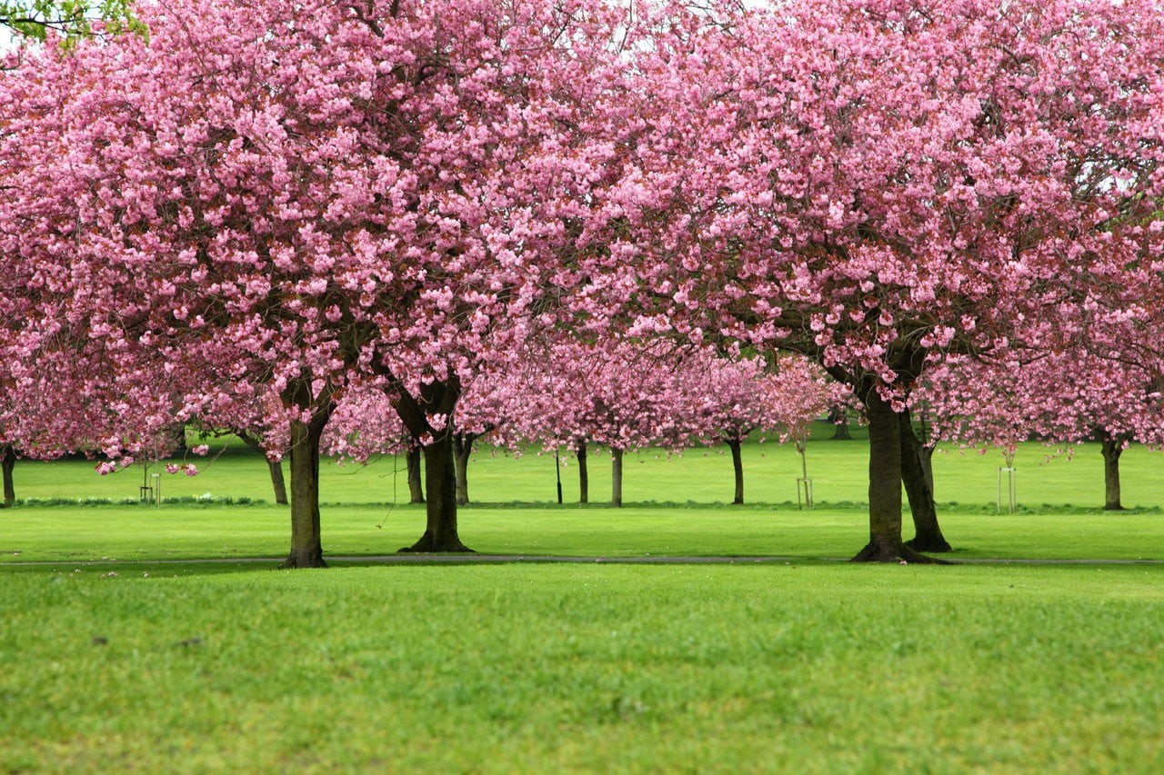 grass, petals, park, no people, tree, plants, freshness, branch, day, flowering plant, fragility, flower, cherry blossom, plant, cherry tree, green color, HD Wallpaper