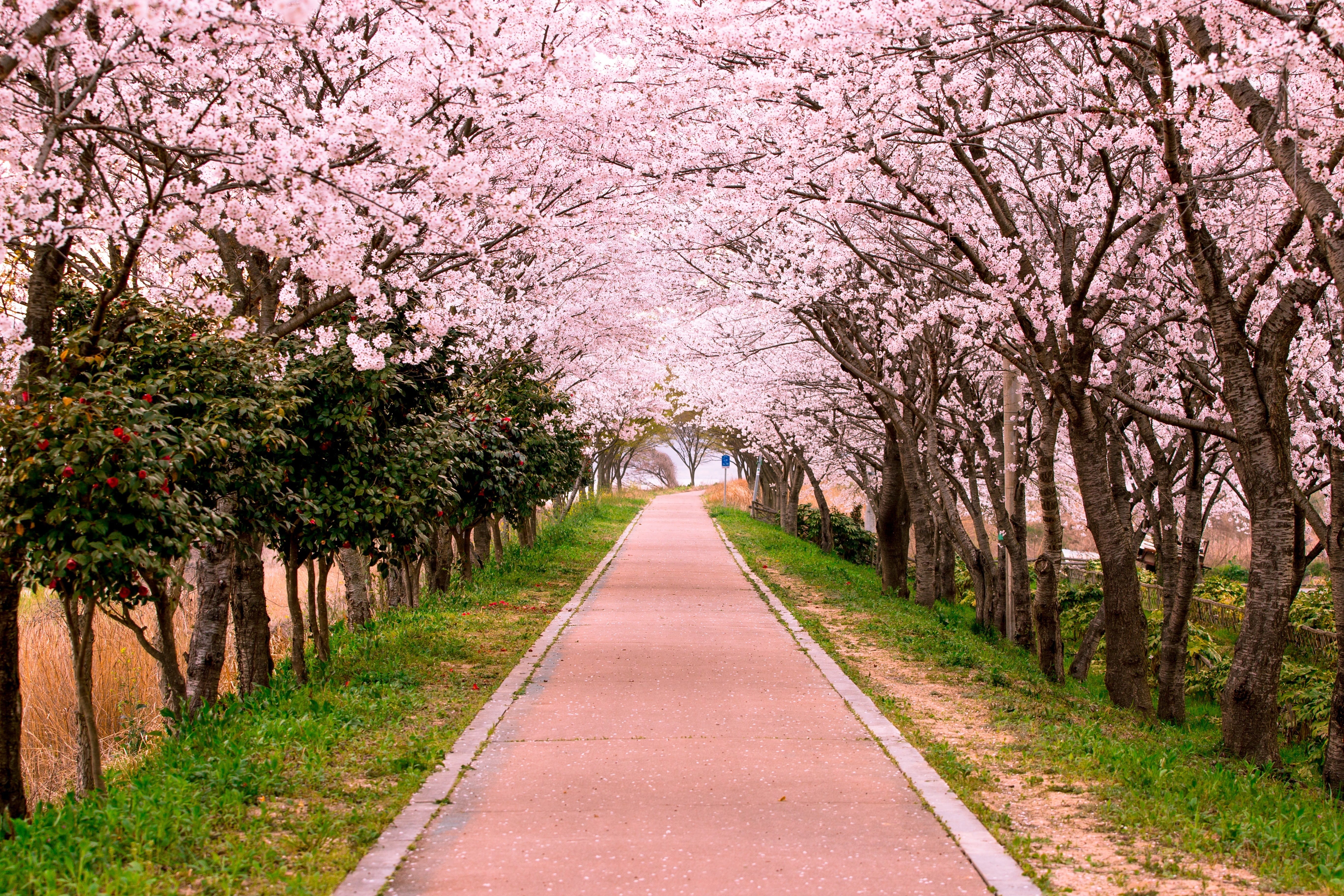 nature, direction, plant, concrete, tree, no people, sky, blossom, travel, diminishing perspective, road, cherry tree, springtime, pink color, flower, footpath, HD Wallpaper