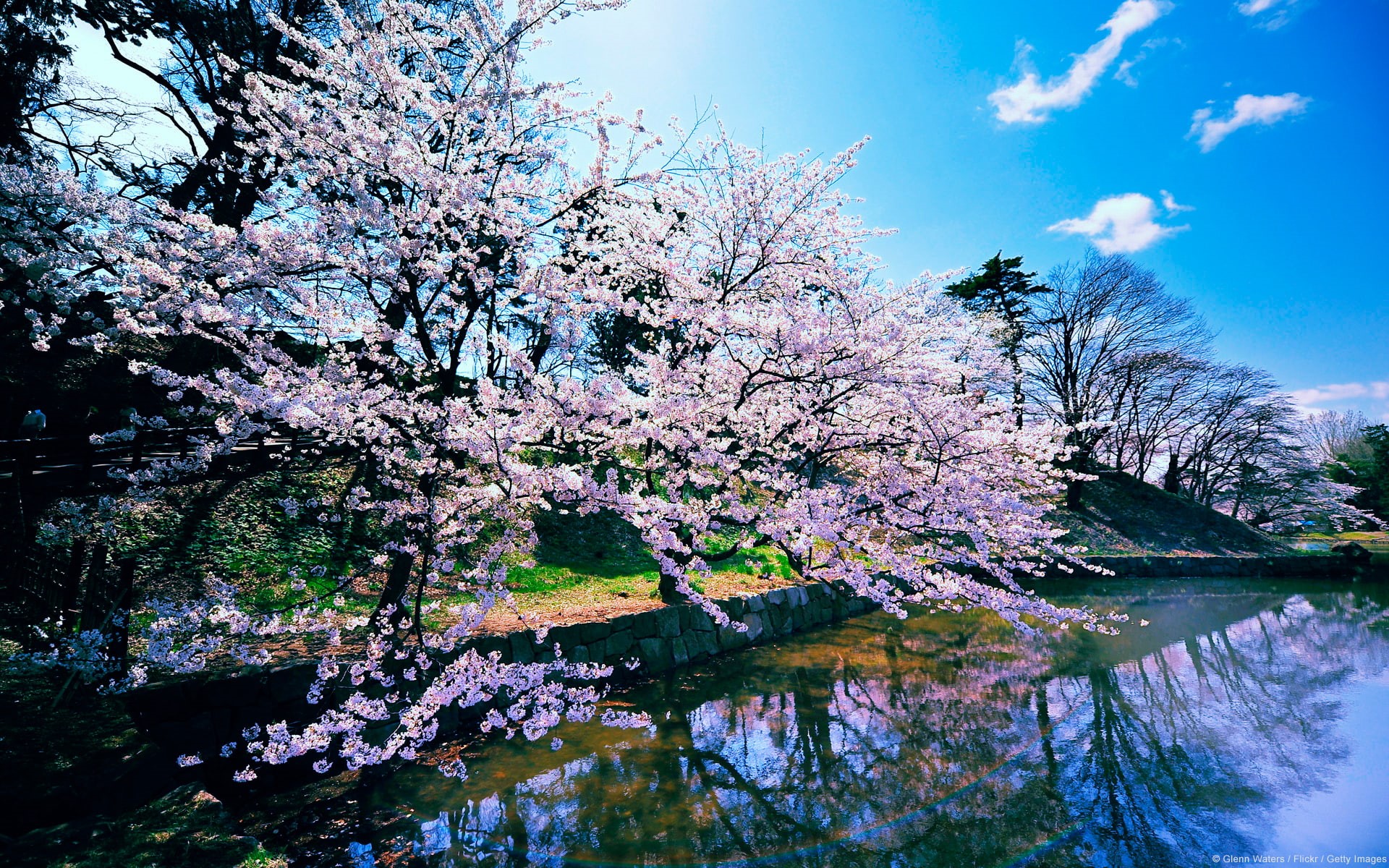 cherry, landscape, blossom, 1080P, trees, hd, nature, HD Wallpaper