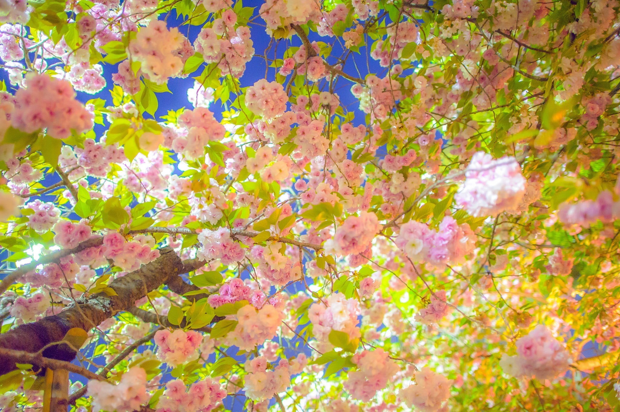 flowers, pink, beauty in nature, 1080P, close-up, low angle view, full frame, flower, day, vulnerability, petaled, plant, photography, nature, cherry tree, HD Wallpaper